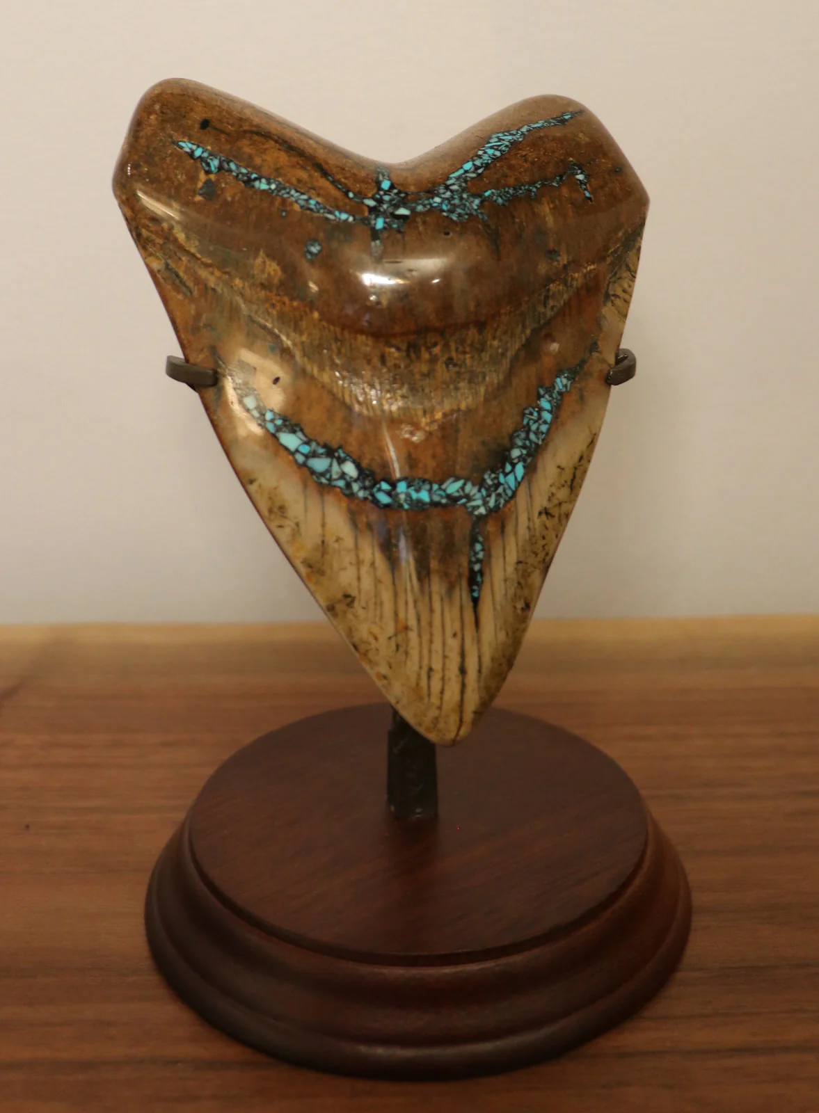 5.62" Pyrite/Turquoise Meg Tooth - Image 2