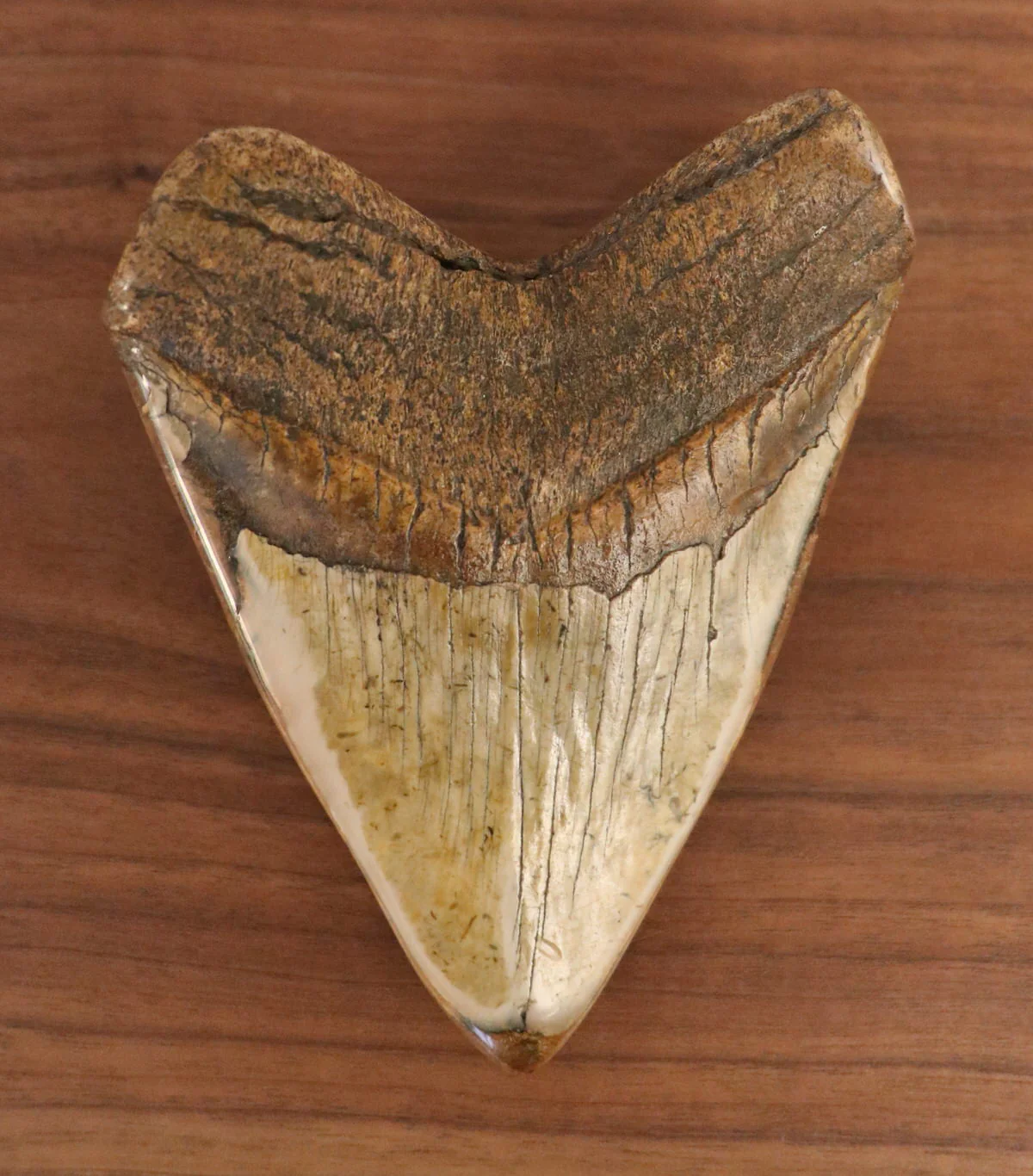 5.62" Pyrite/Turquoise Meg Tooth - Image 4