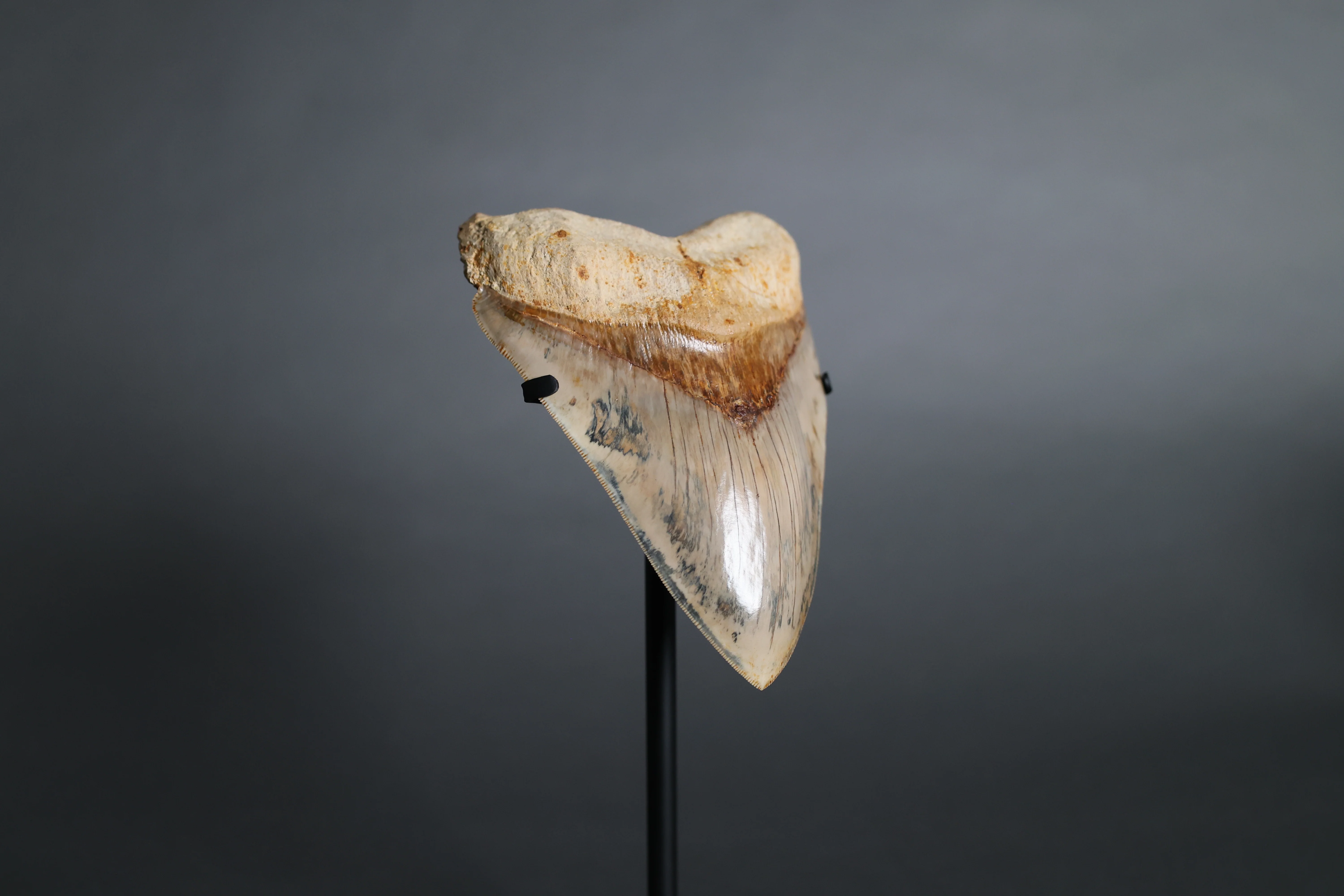 Megalodon Shark Tooth - 5.63 - Image 3