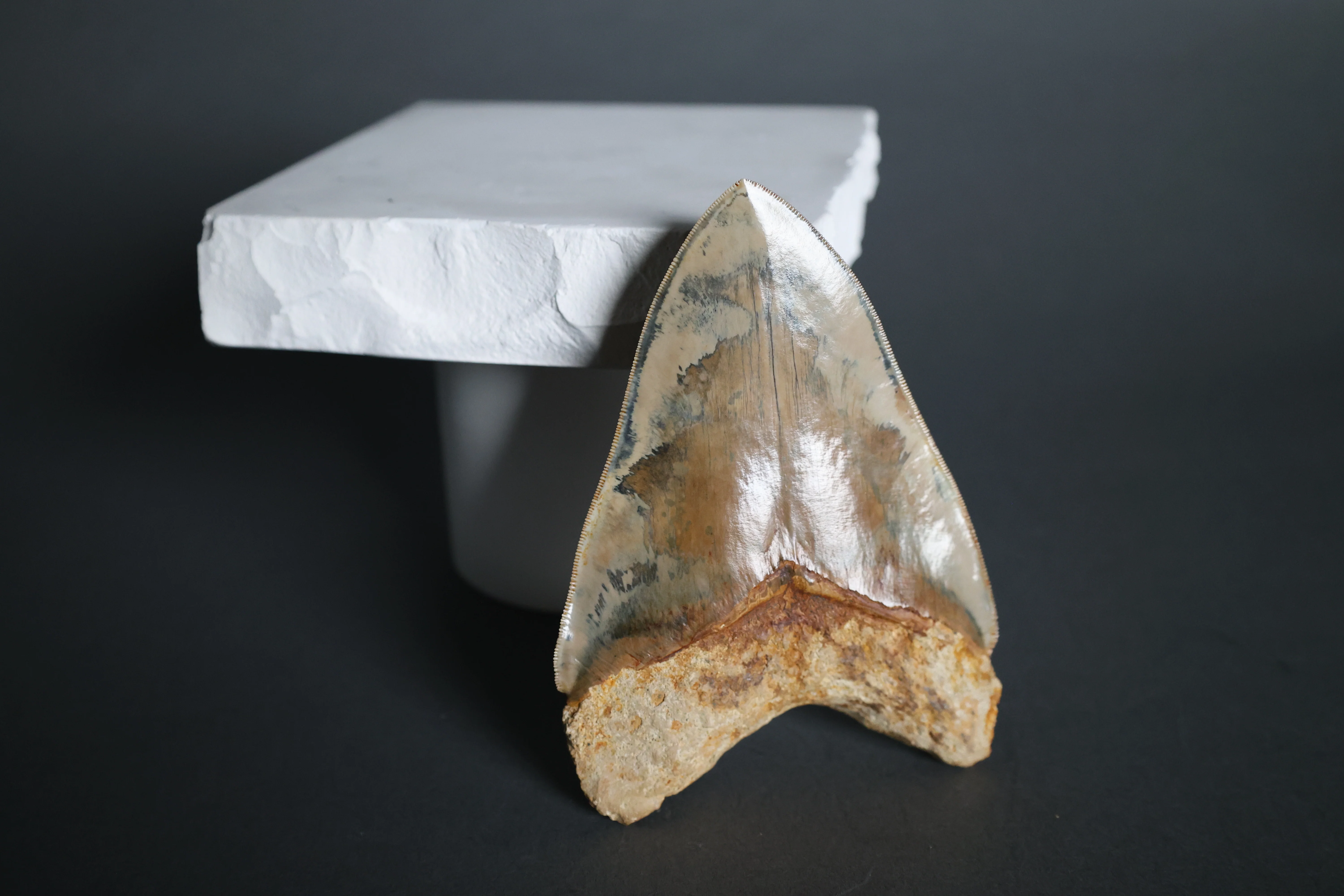 Megalodon Shark Tooth - 5.63 - Image 8