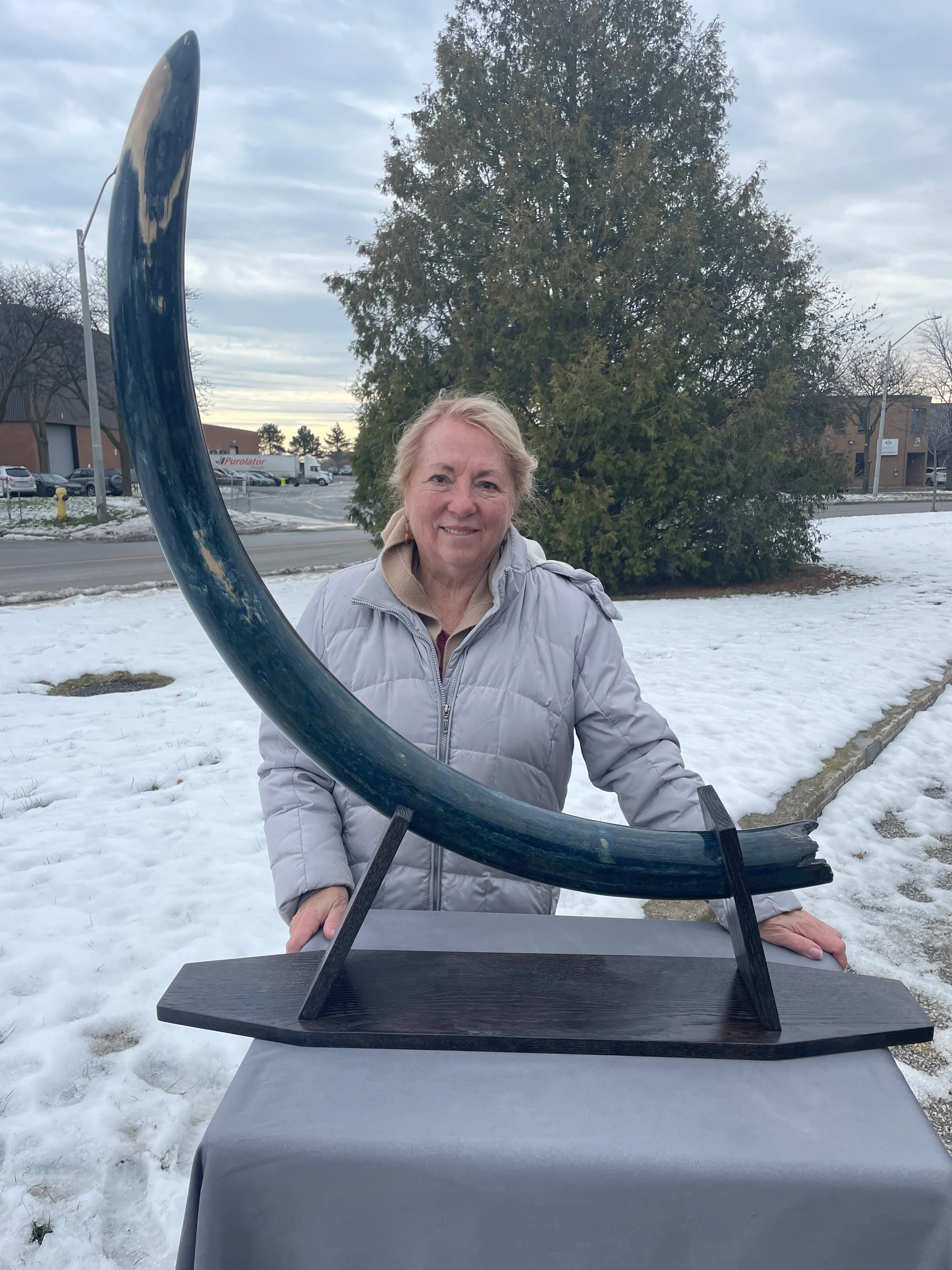 Blue Woolly Mammoth Tusk - 57" - Image 3