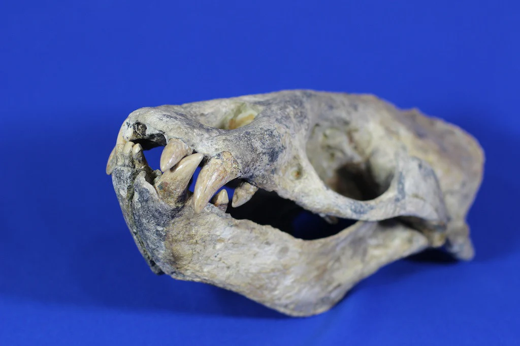 Prehistoric Sea Lion Skull, Rare Specimen - 16” - Image 5