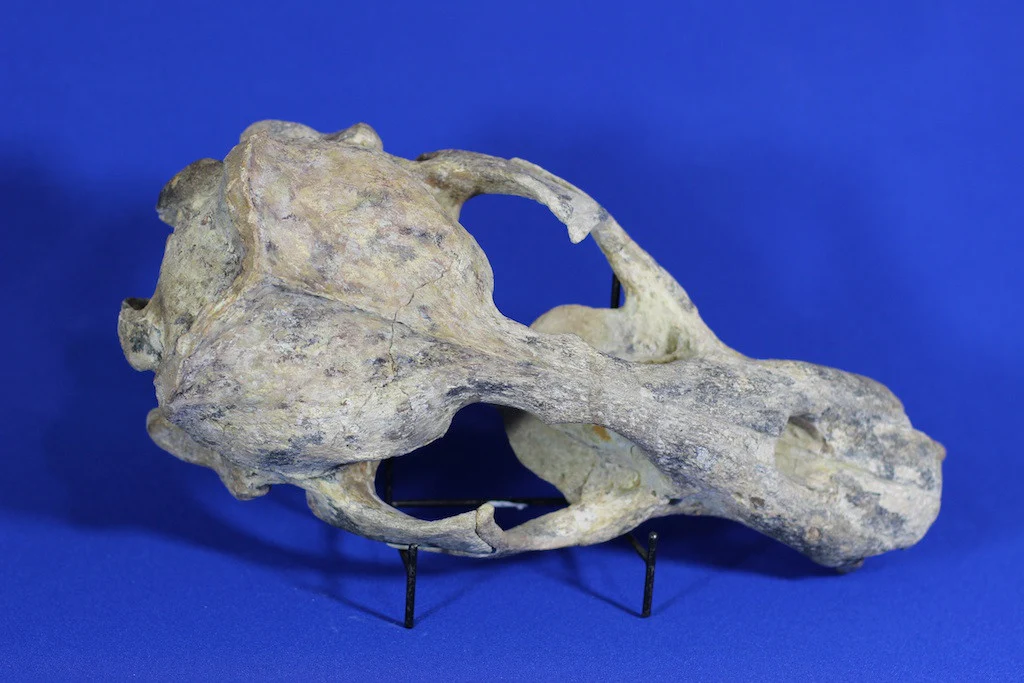 Prehistoric Sea Lion Skull, Rare Specimen - 16” - Image 6