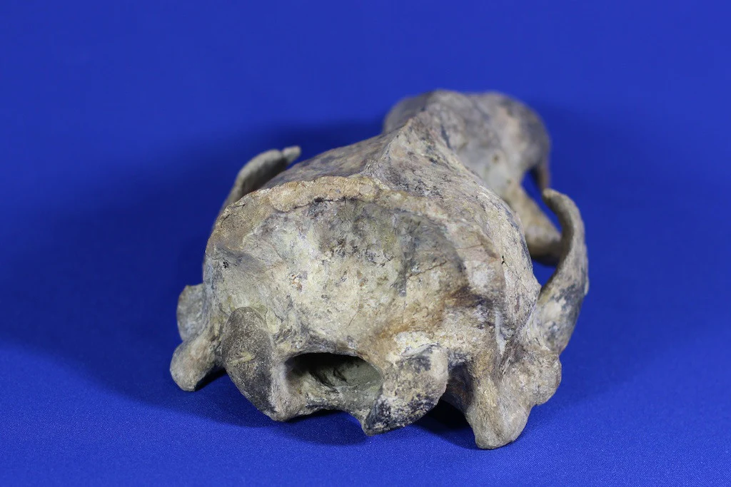 Prehistoric Sea Lion Skull, Rare Specimen - 16” - Image 7