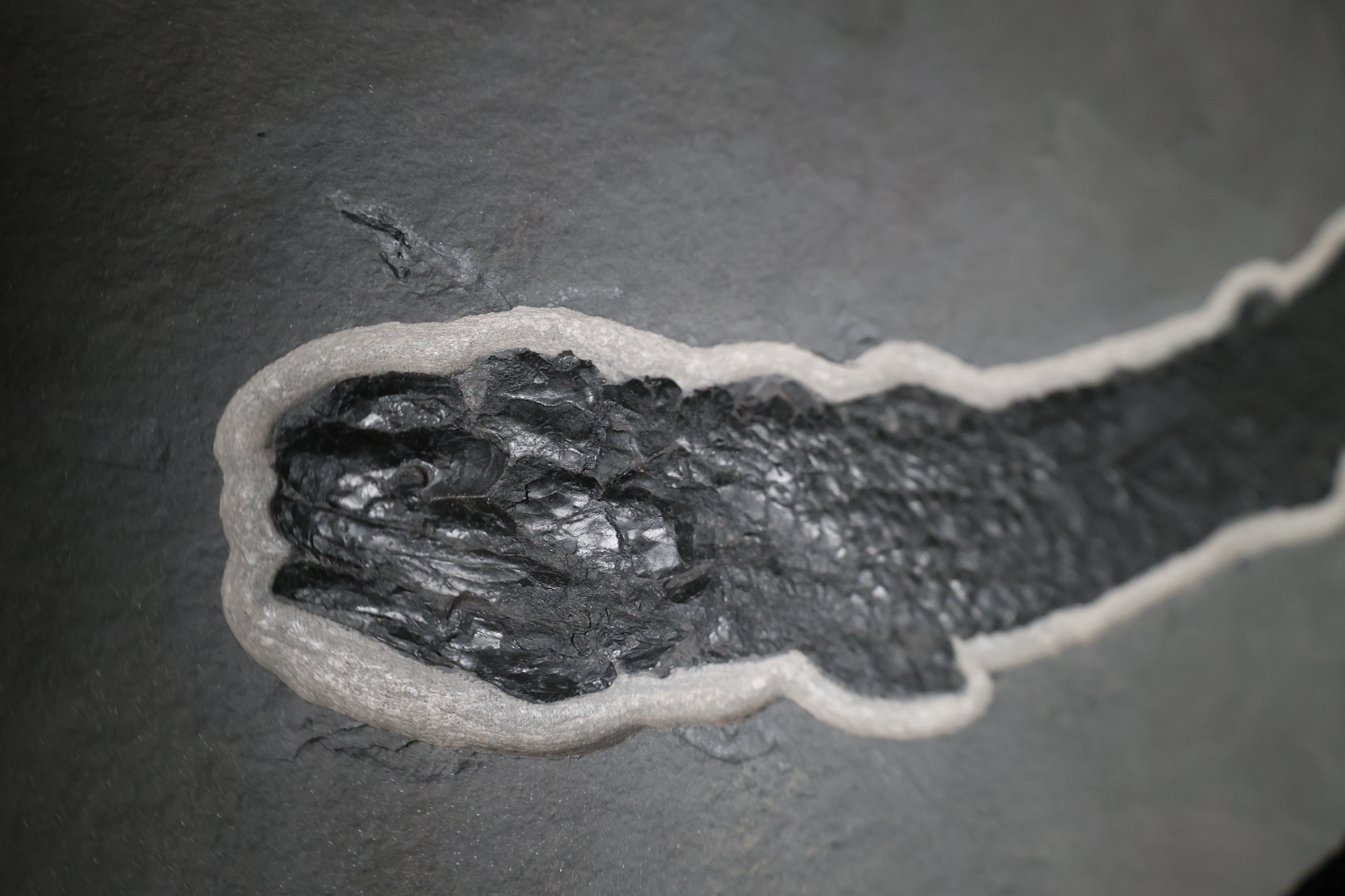 Gyropthychius agassizi - Fish Fossil from Scotland - Image 6