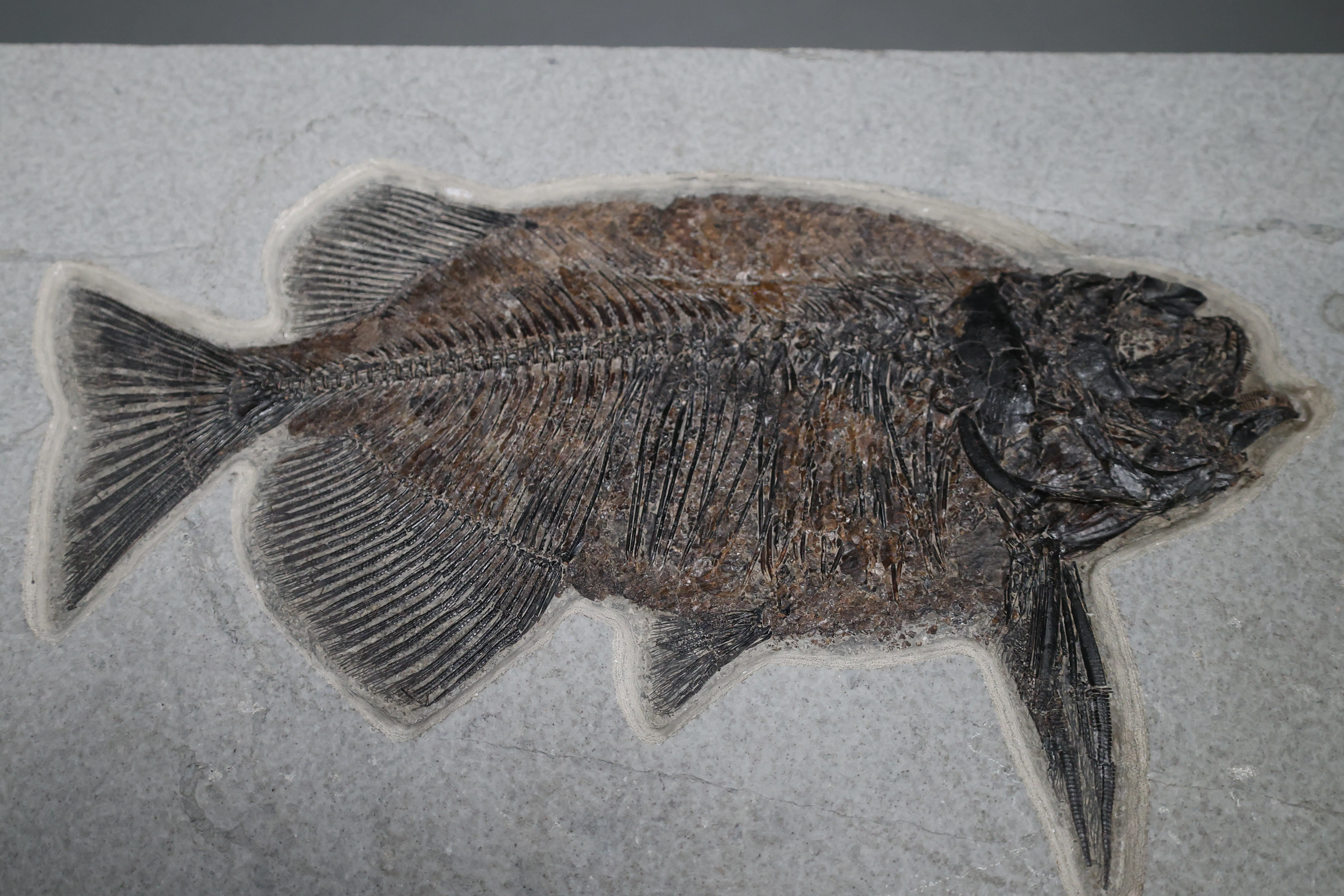 Fossil Fish, Phareodus testis - Image 4
