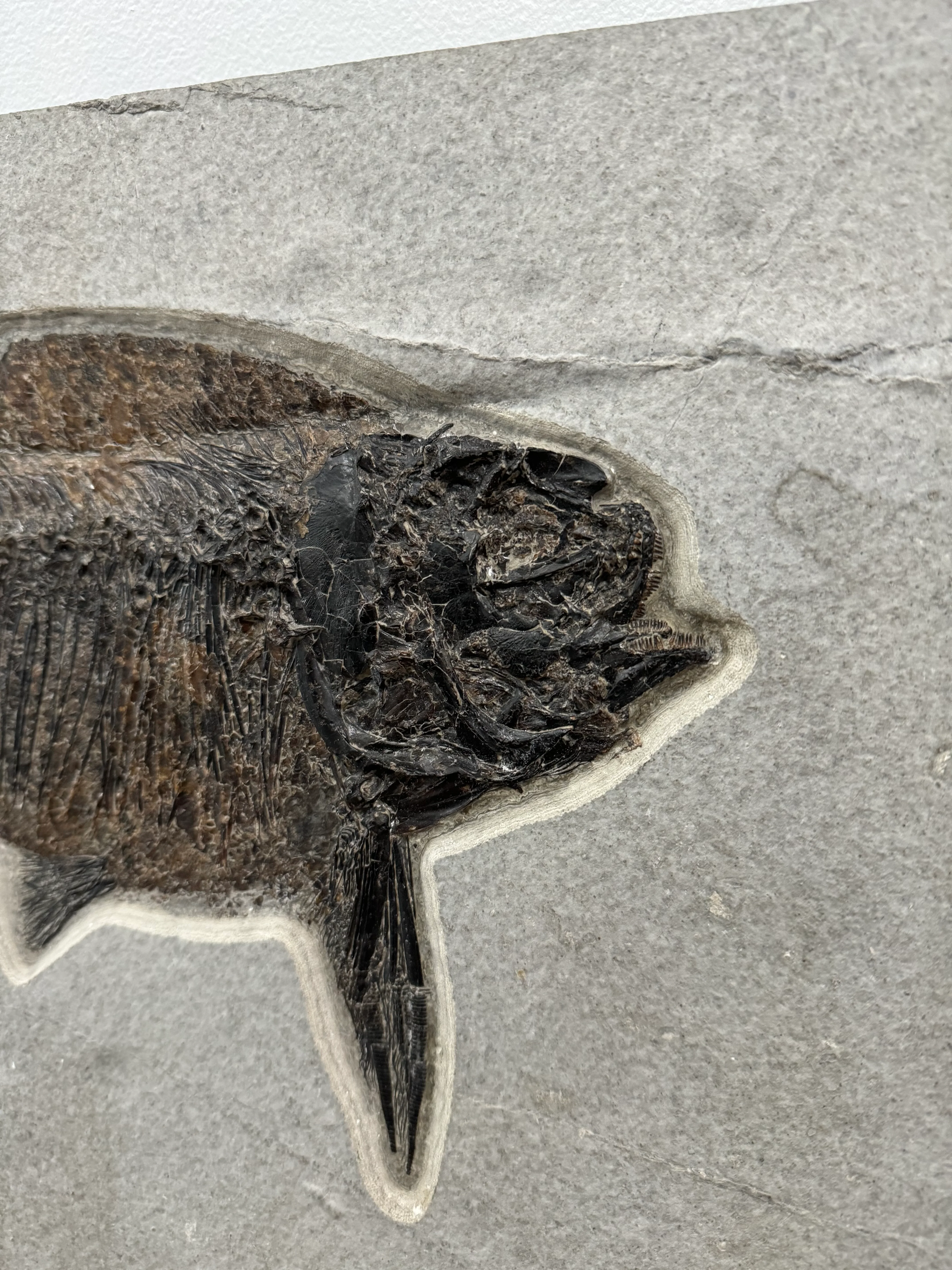 Fossil Fish, Phareodus testis - Image 7
