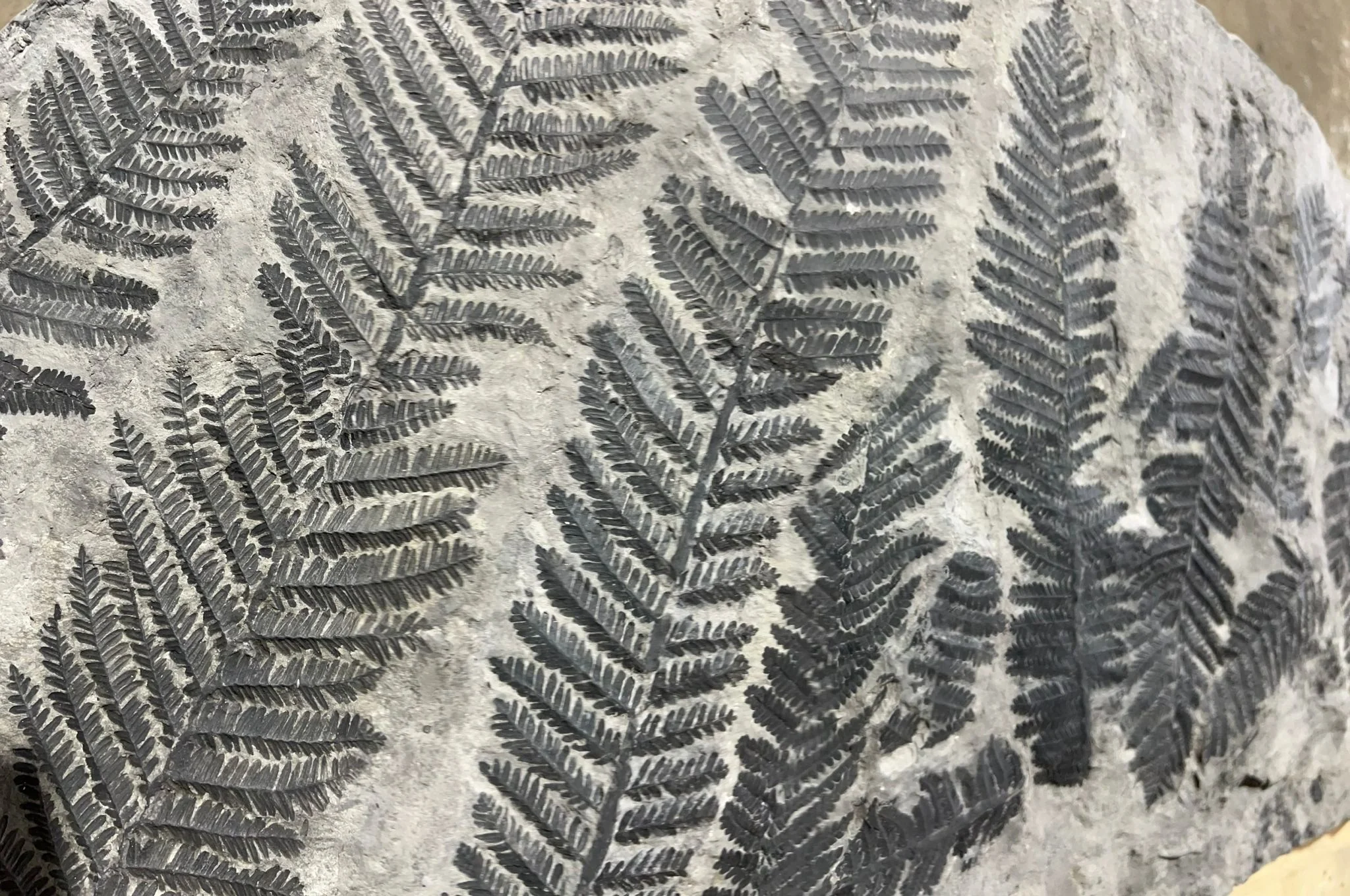 Monumental Fossil Fern Plaque, France - 43.5” - Image 3