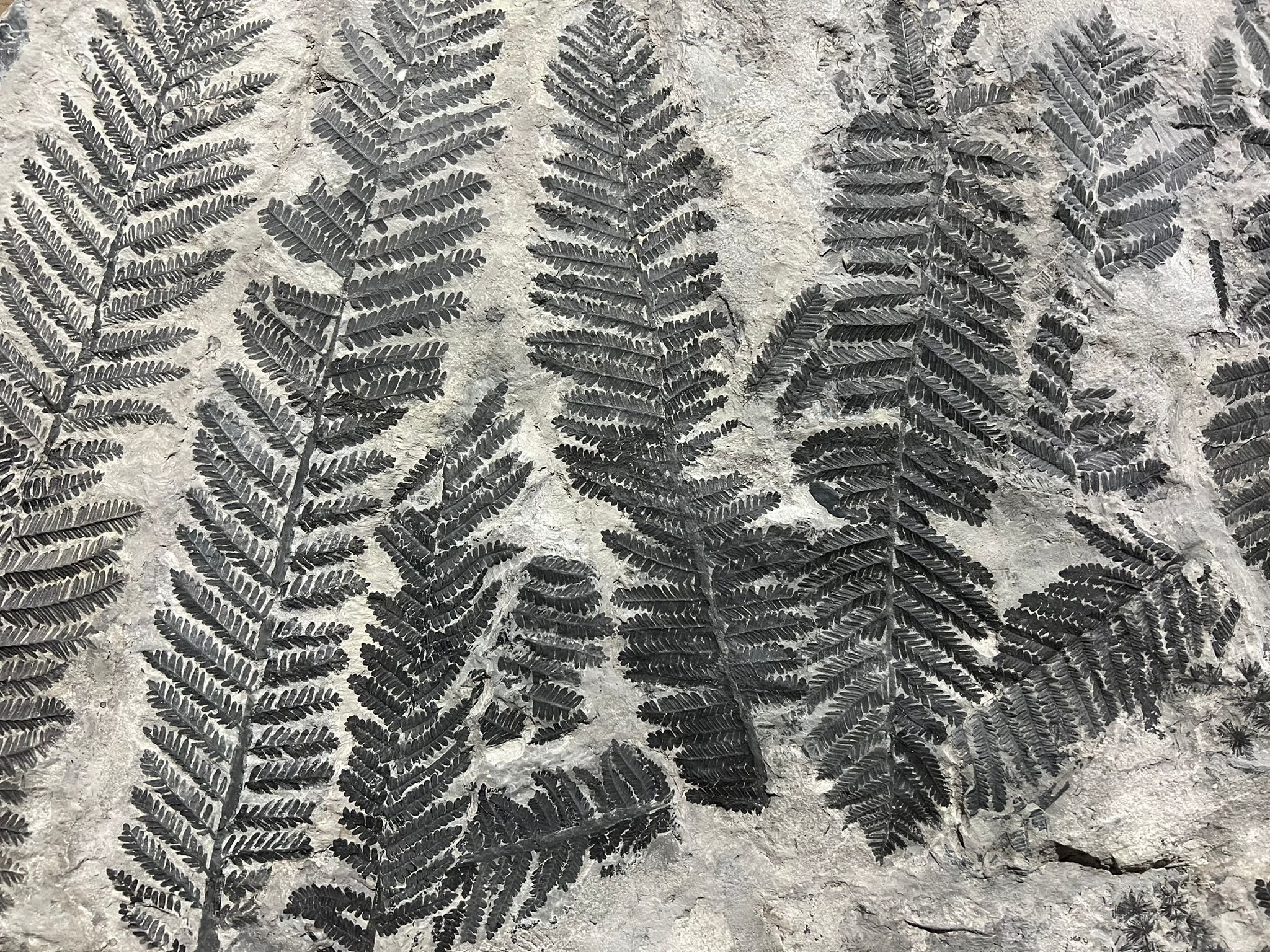 Monumental Fossil Fern Plaque, France - 43.5” - Image 4