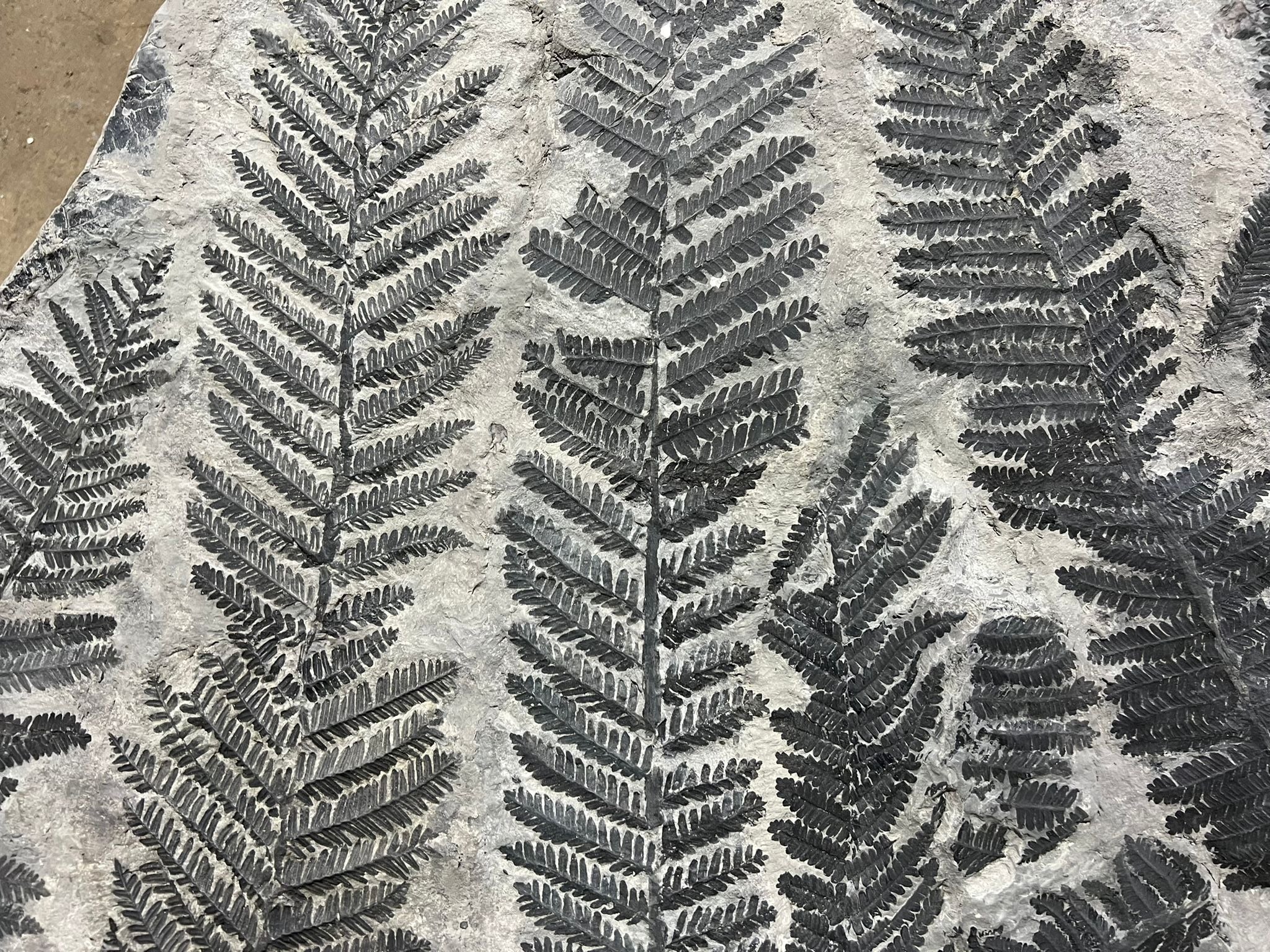 Monumental Fossil Fern Plaque, France - 43.5” - Image 5