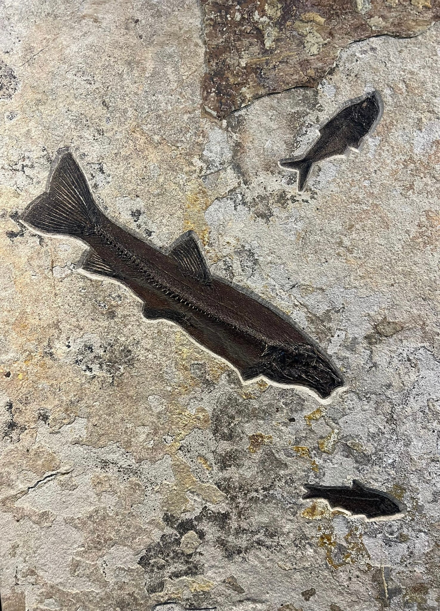 Fossil Fish Triptych, Green River Formation, United States - Image 3