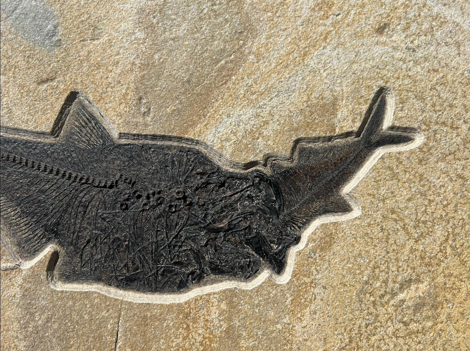 Diplomystus Aspiration - Fish Swallowing Fish - Image 3