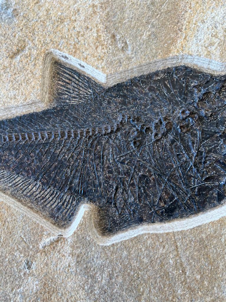 Diplomystus Aspiration - Fish Swallowing Fish - Image 4