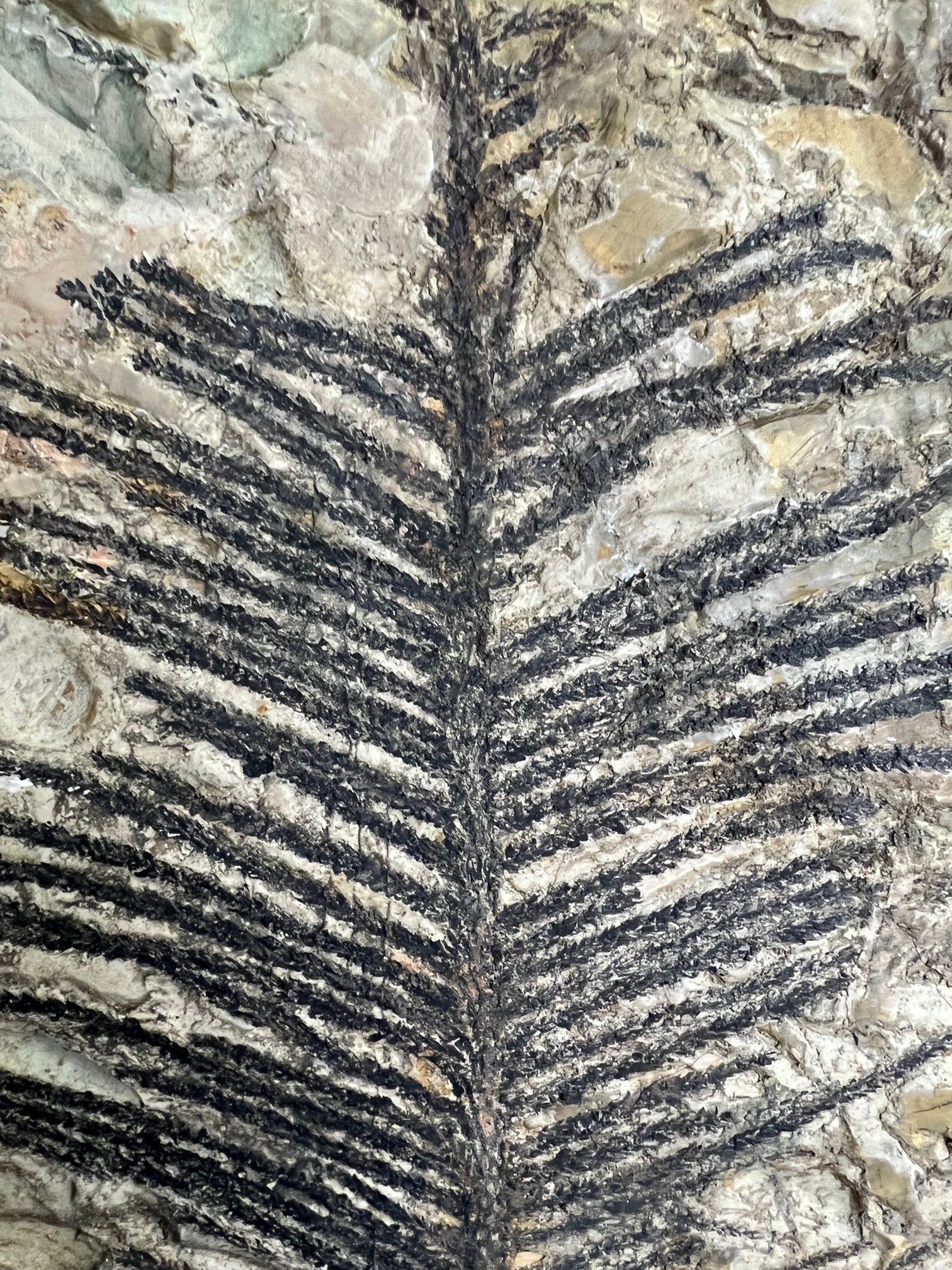 Early Conifer from New Mexico - 19 inches - Image 4