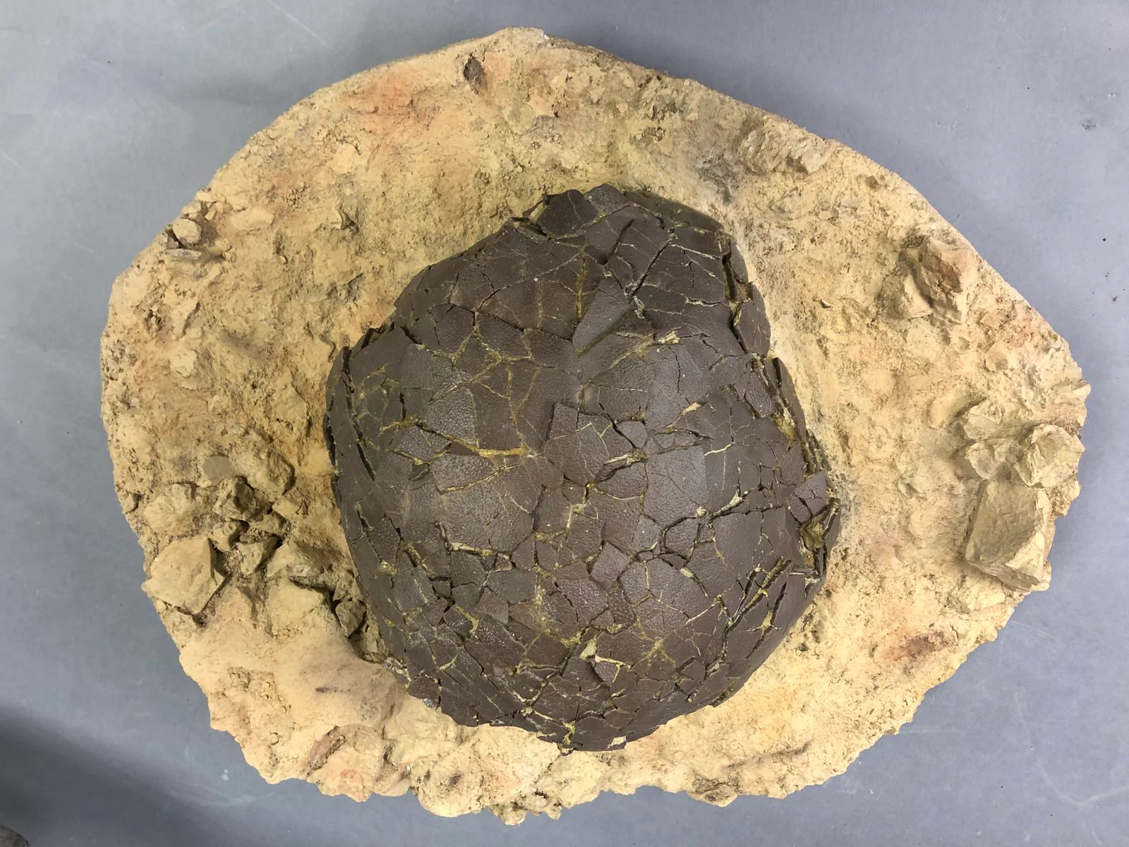 Exceptional Dinosaur Egg from France (Titanosaur) - Image 3