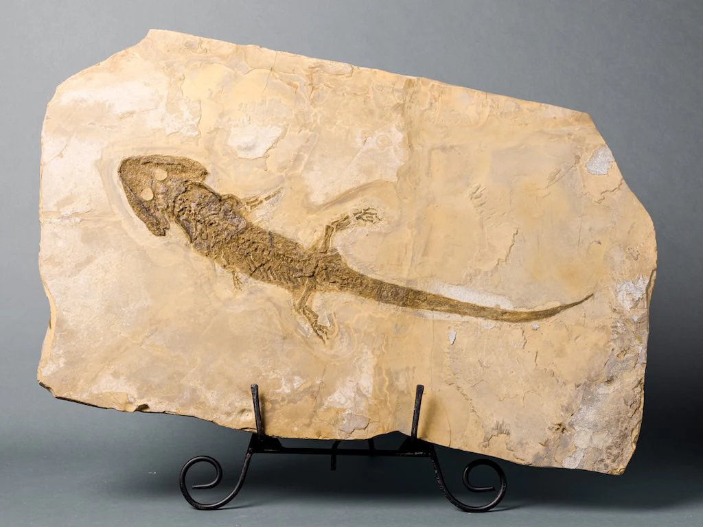 Extraordinary Amphibian - Sclerocephalus - 28.5"