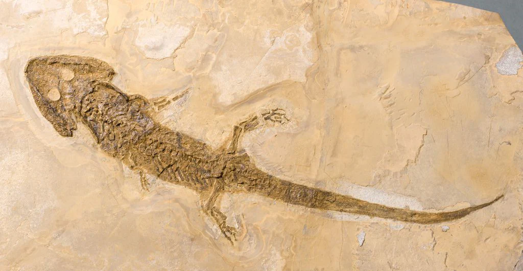 Extraordinary Amphibian - Sclerocephalus - 28.5" - Image 3