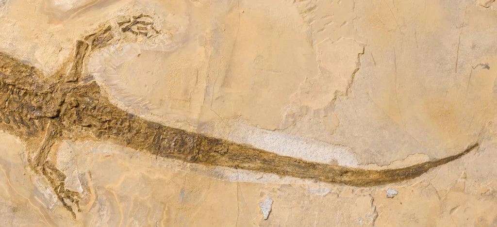 Extraordinary Amphibian - Sclerocephalus - 28.5" - Image 5