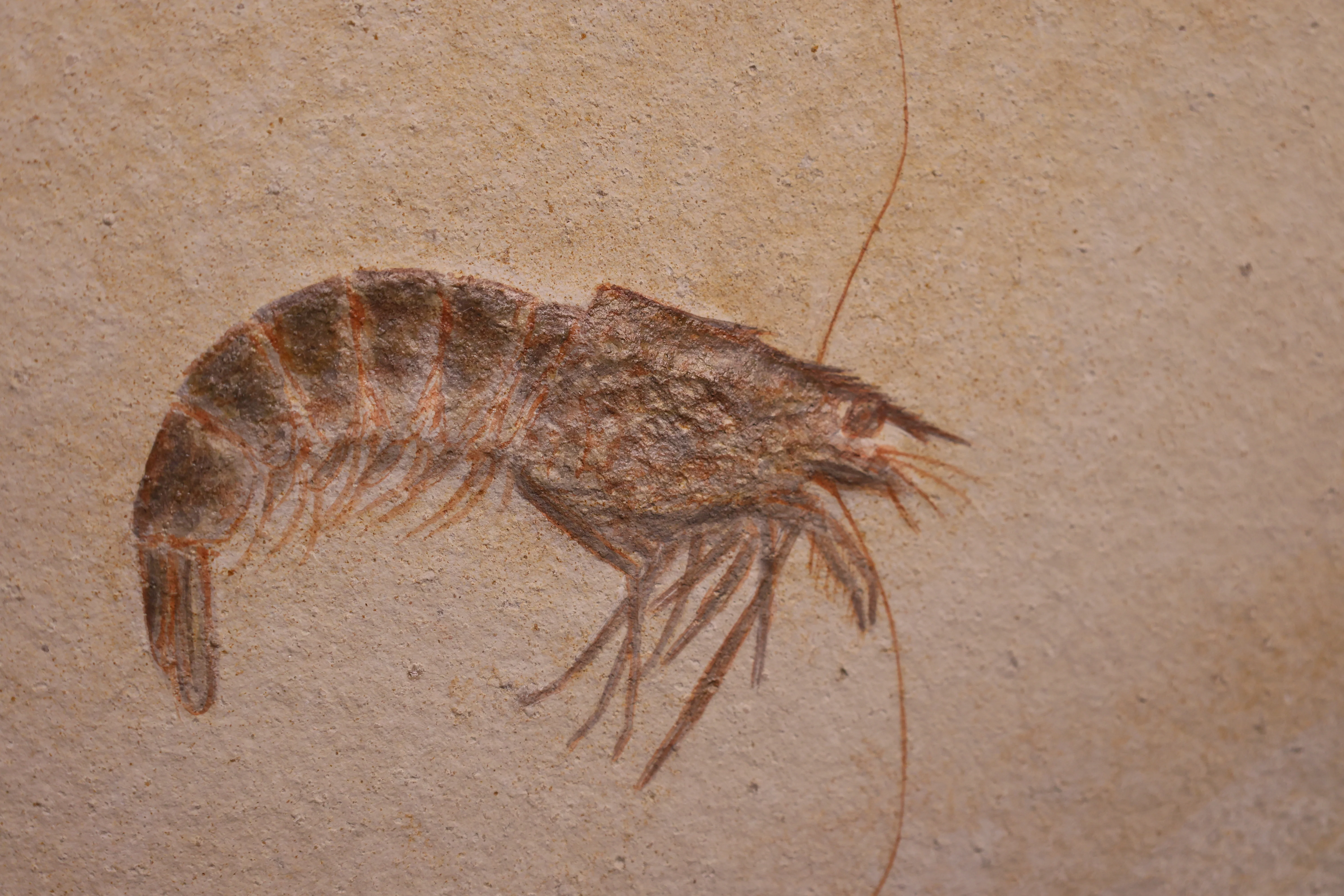 Fossil Shrimp from Solnhofen, Germany - 5.16" - Image 3