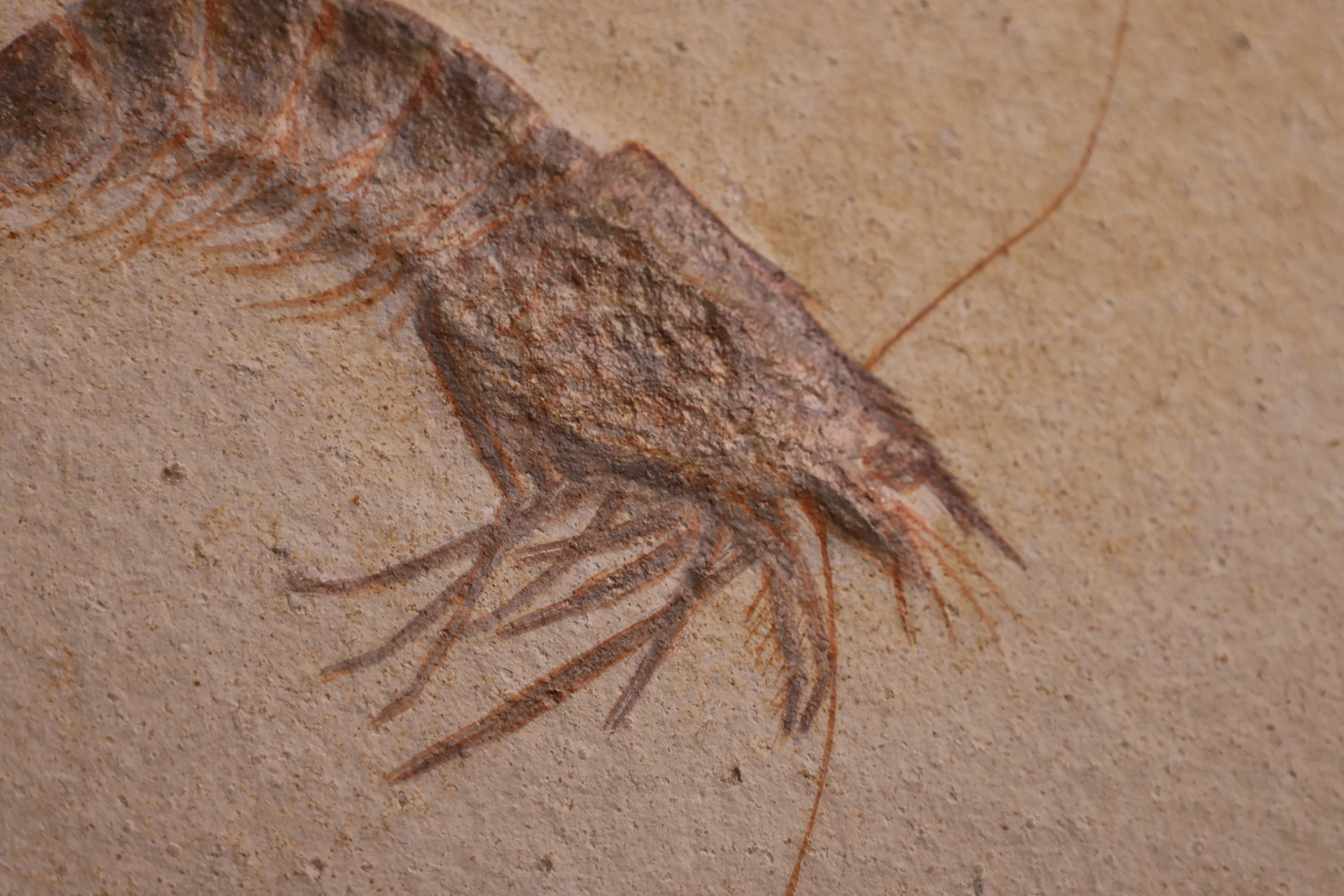 Fossil Shrimp from Solnhofen, Germany - 5.16" - Image 4