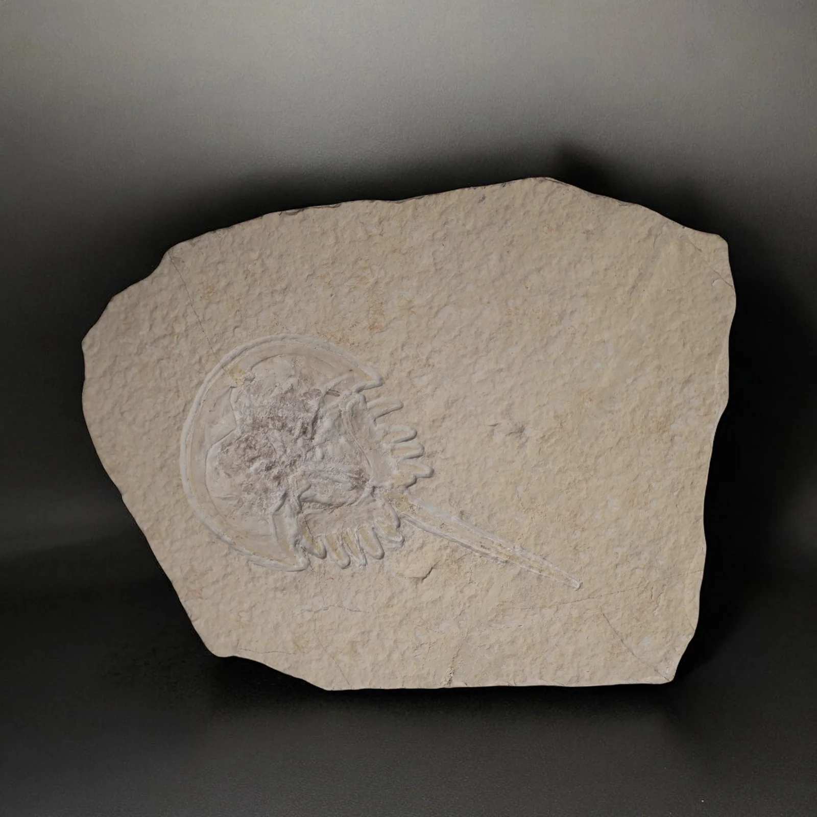 Fossil Horseshoe Crab - 4.88"