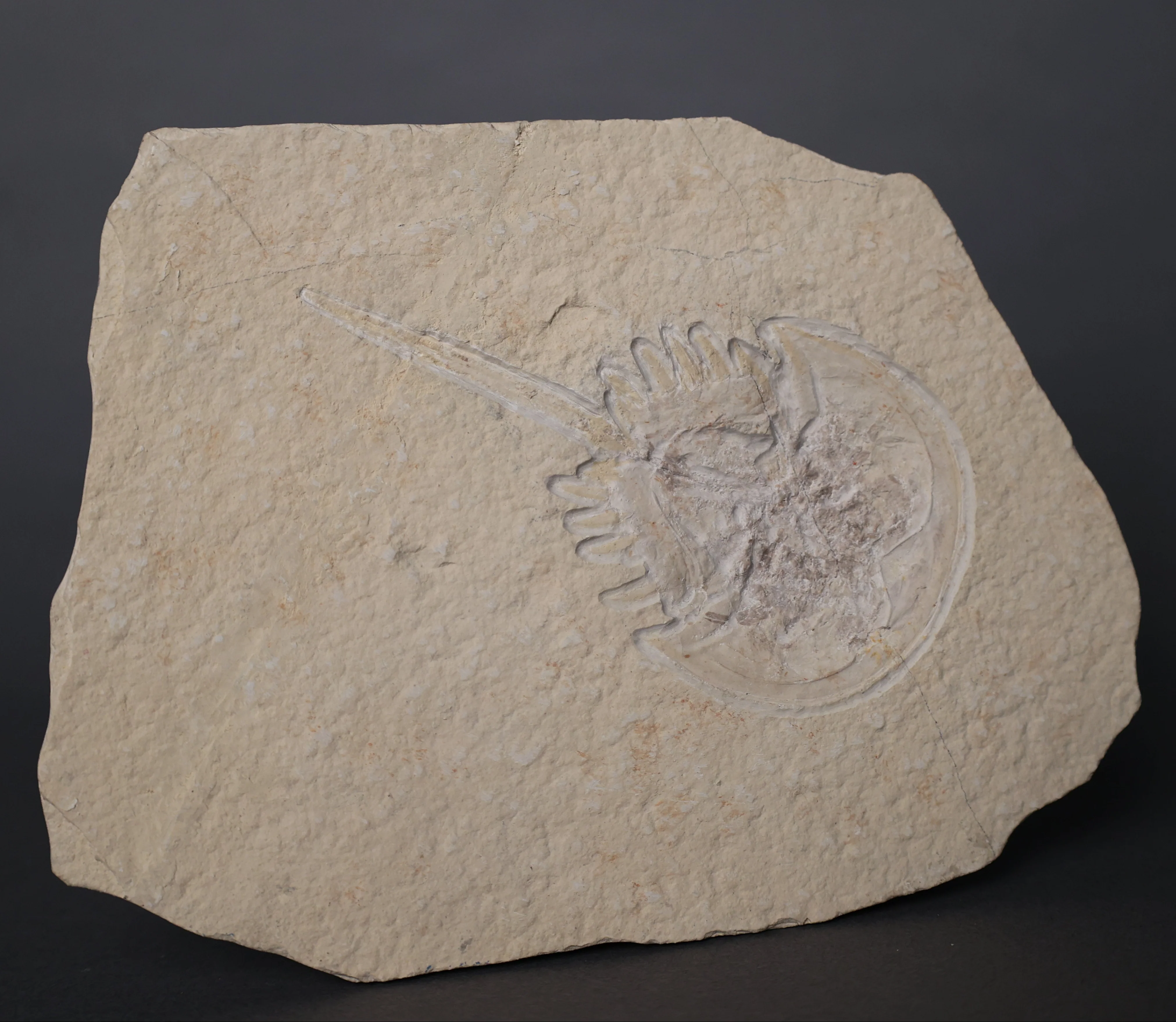 Fossil Horseshoe Crab - 4.88" - Image 2