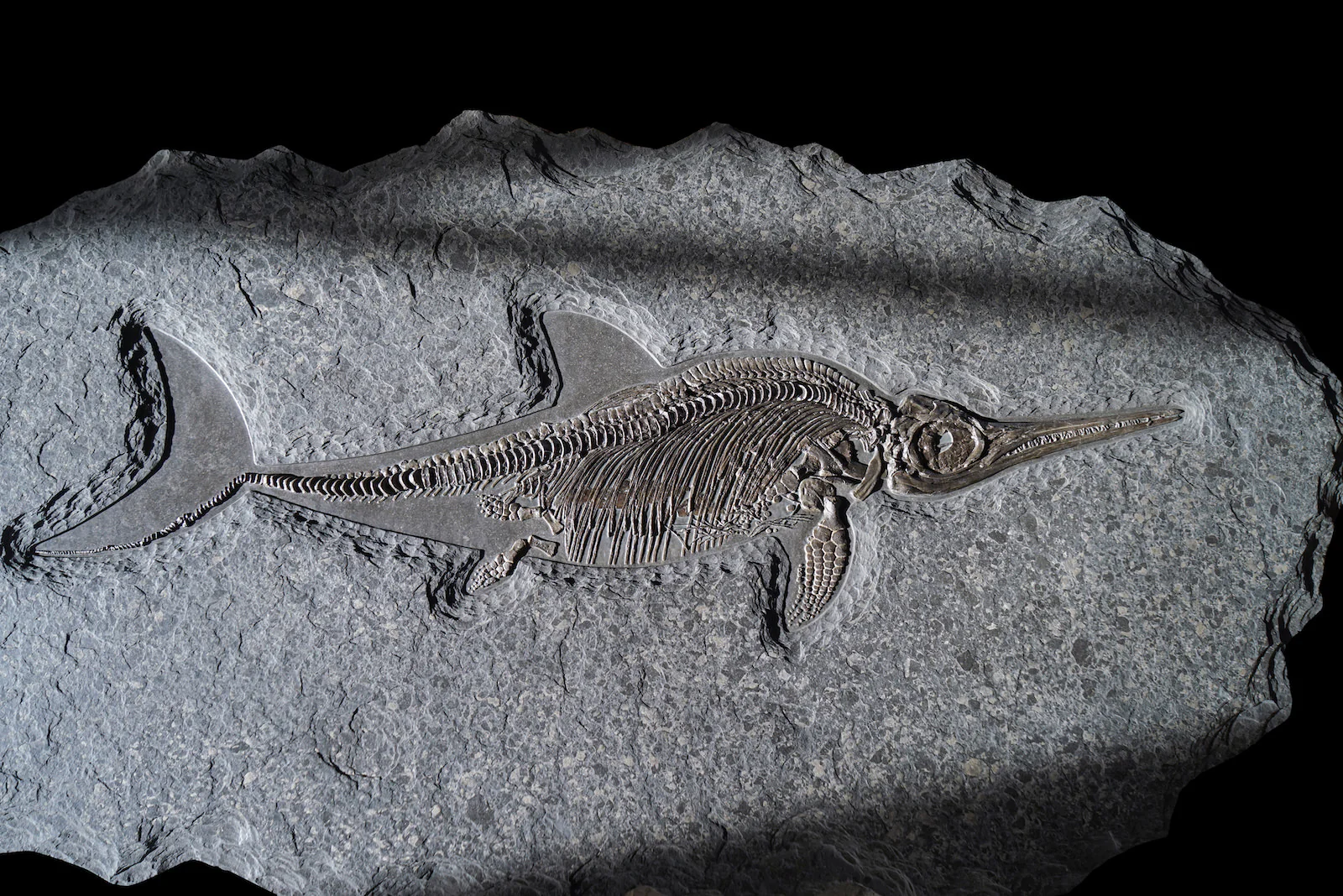 Ichthyosaur, Stenopterygius quadriscissus - 4' - Image 2