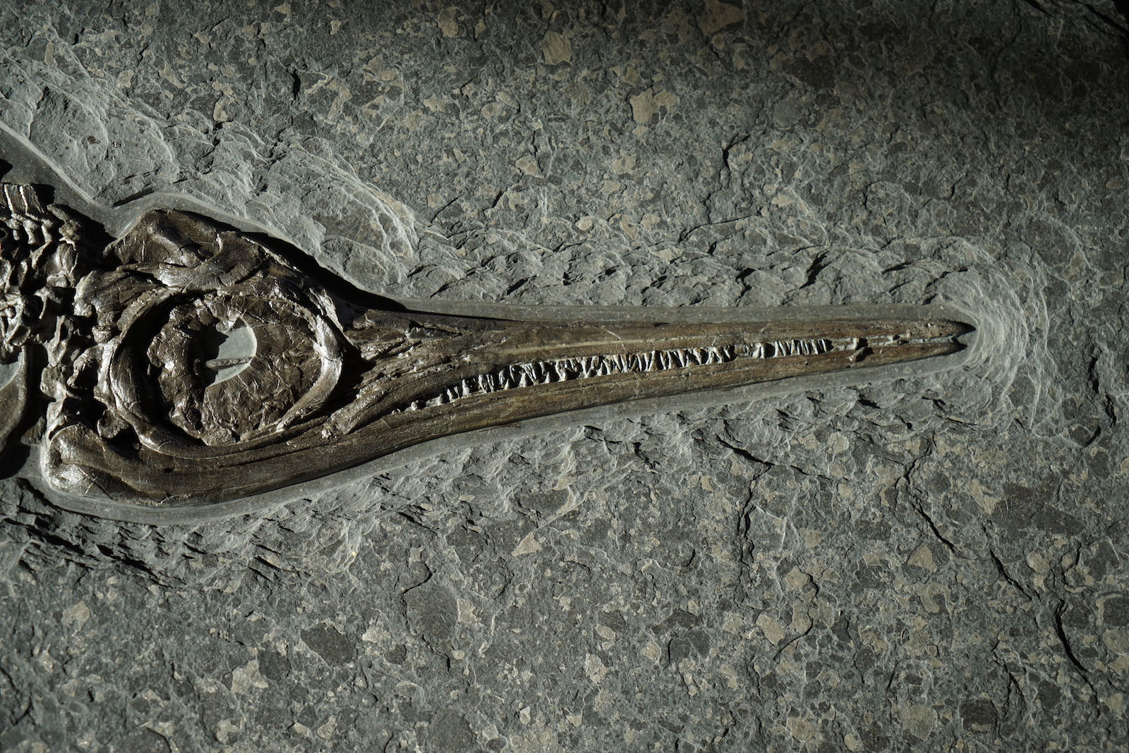 Ichthyosaur, Stenopterygius quadriscissus - 4' - Image 3