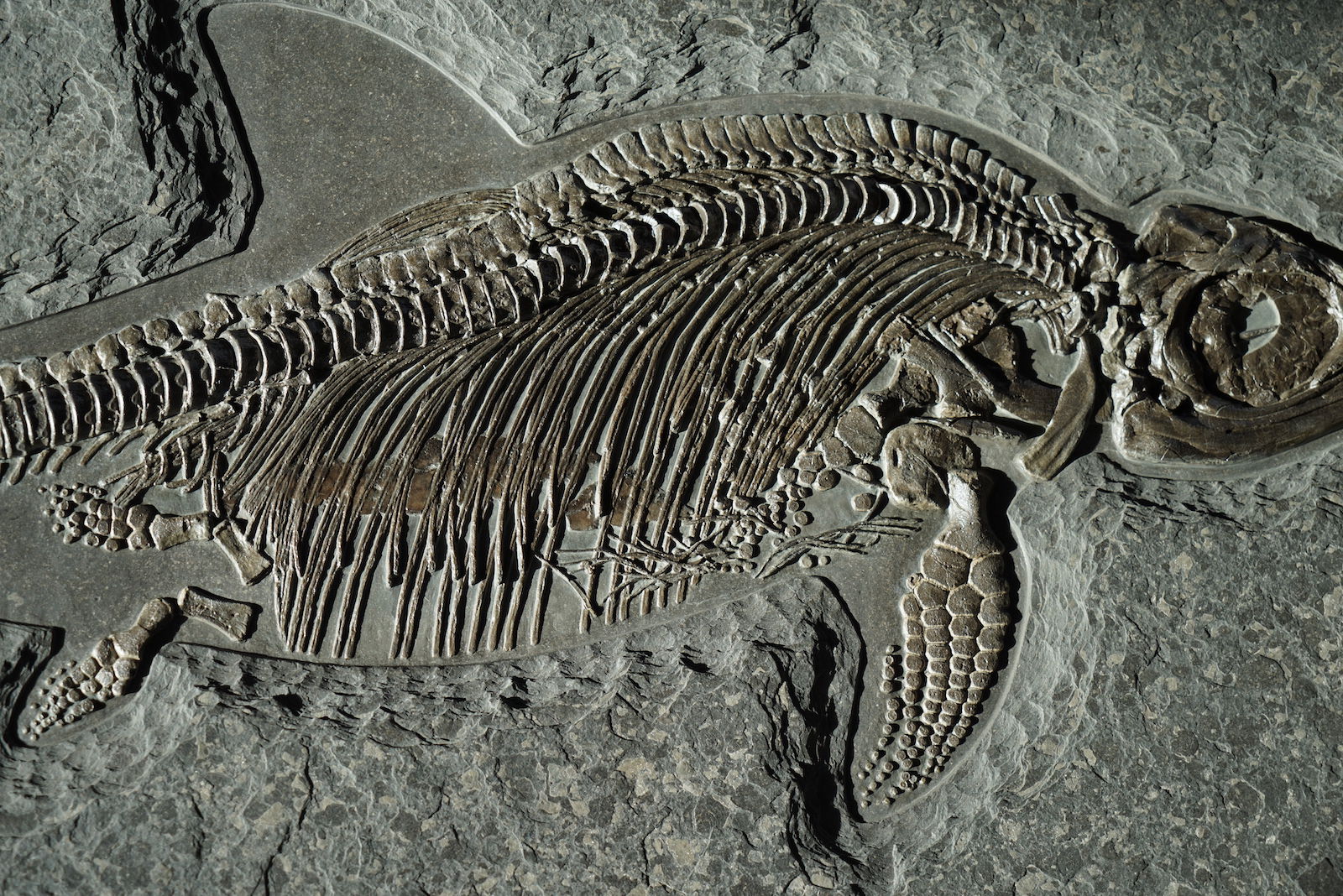Ichthyosaur, Stenopterygius quadriscissus - 4' - Image 4