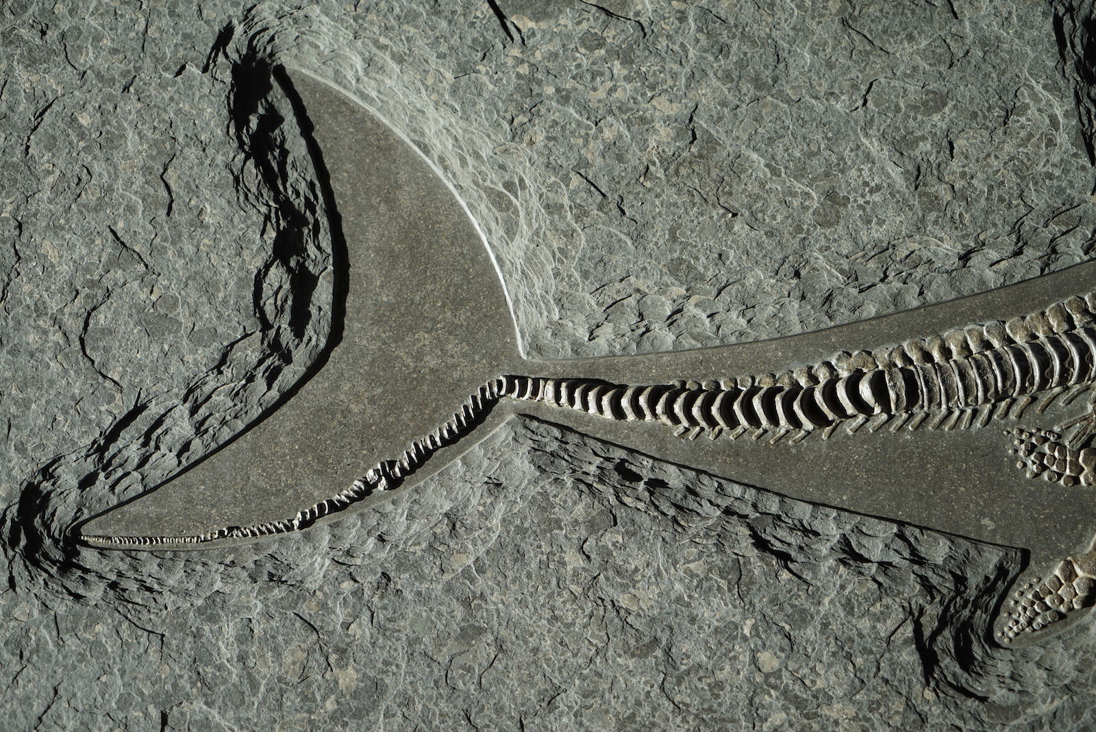 Ichthyosaur, Stenopterygius quadriscissus - 4' - Image 5