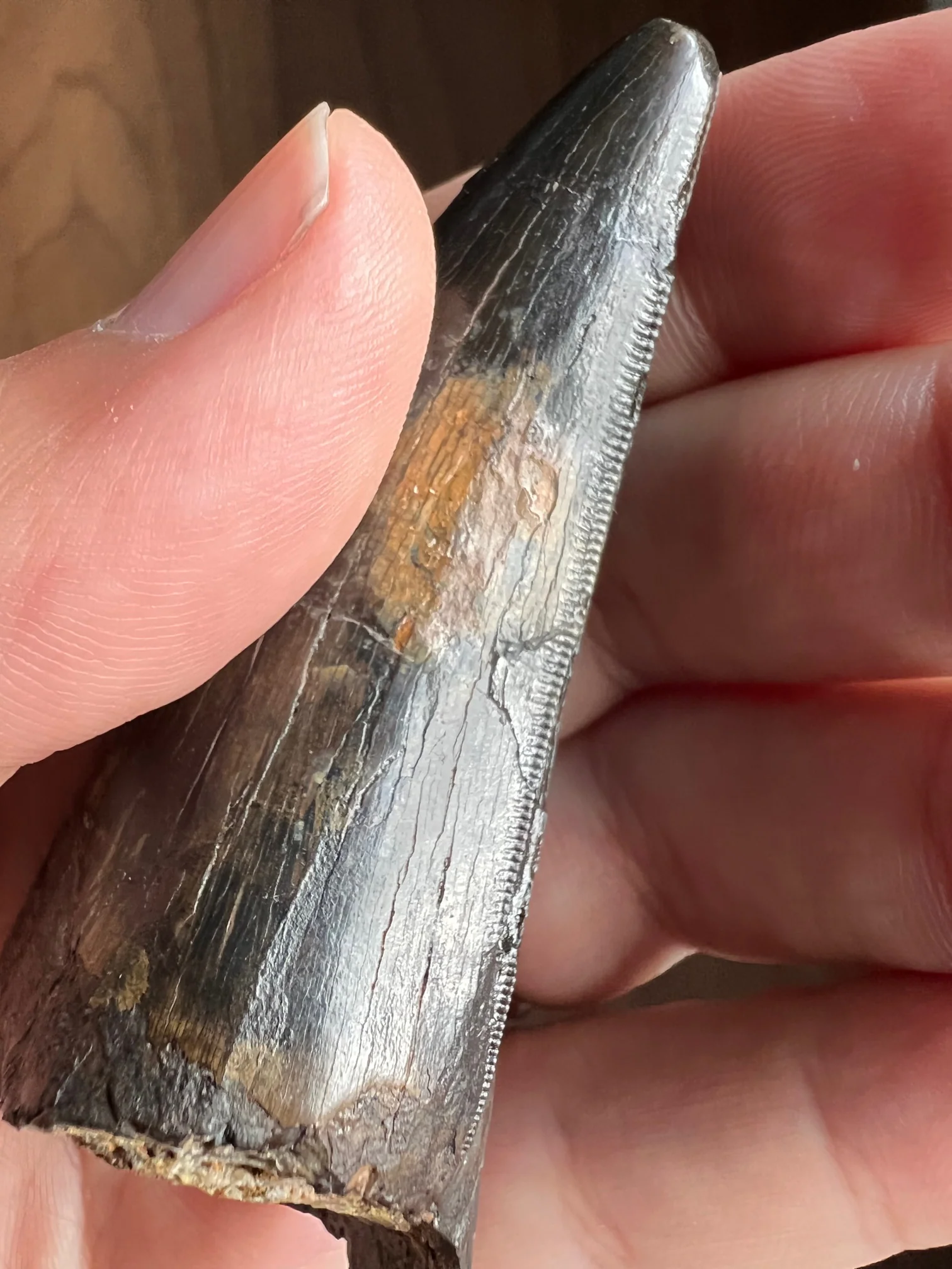 Beautiful Tyrannosaurus rex Tooth - 3.19" - Image 10