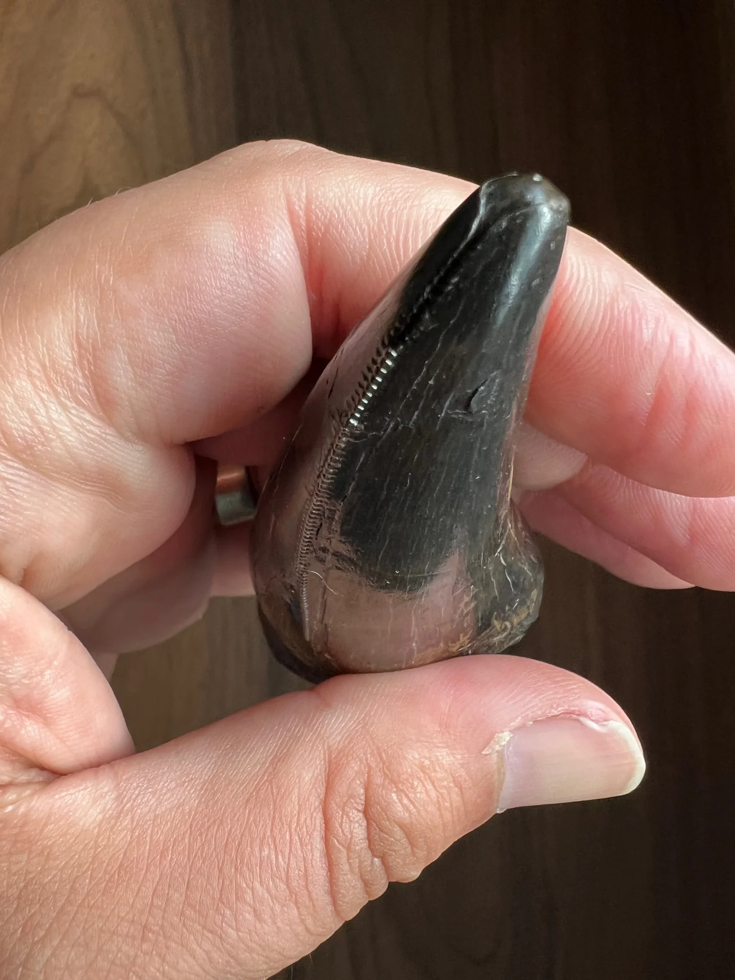 Beautiful Tyrannosaurus rex Tooth - 3.19" - Image 13