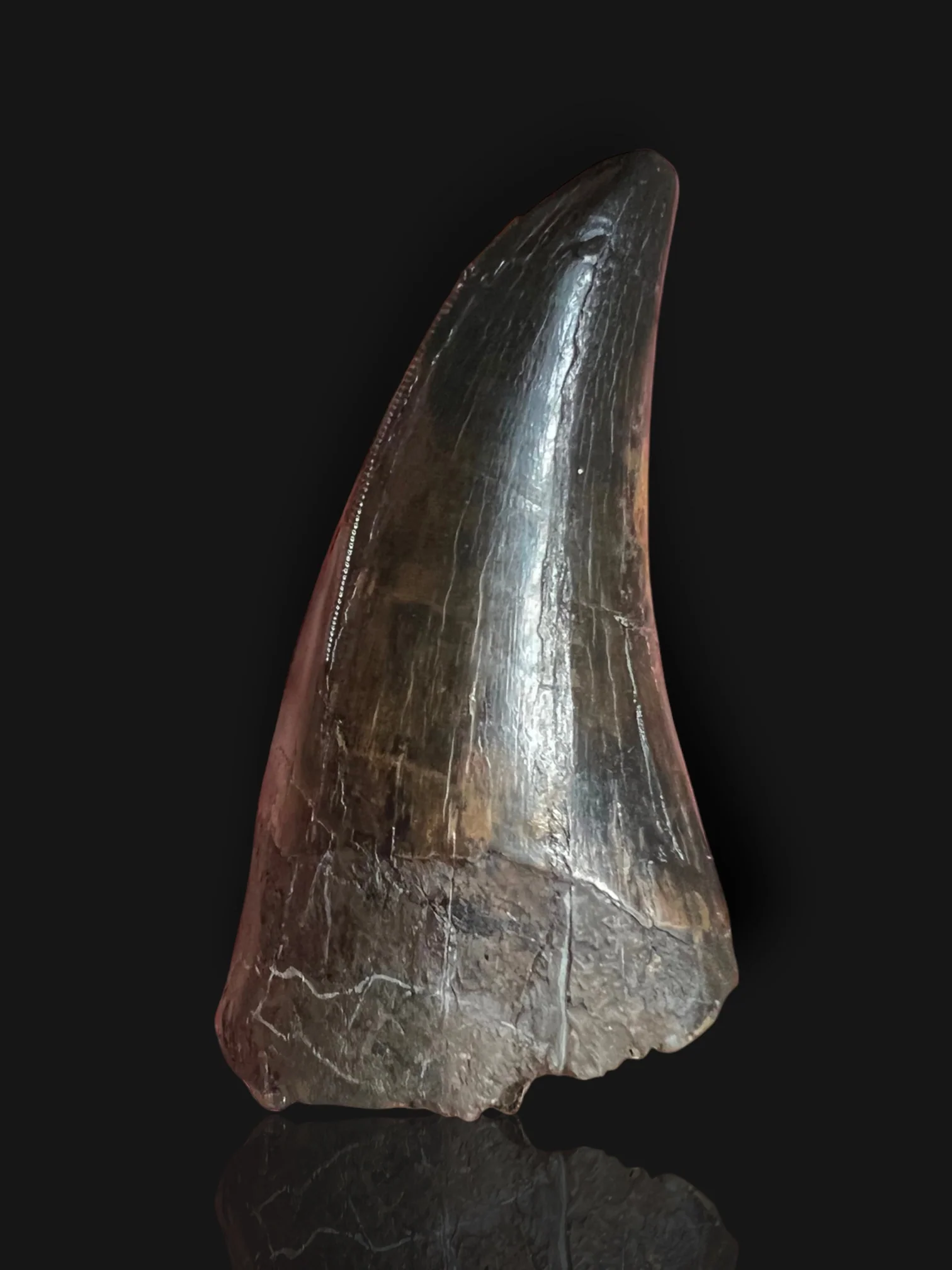 Beautiful Tyrannosaurus rex Tooth - 3.19" - Image 2