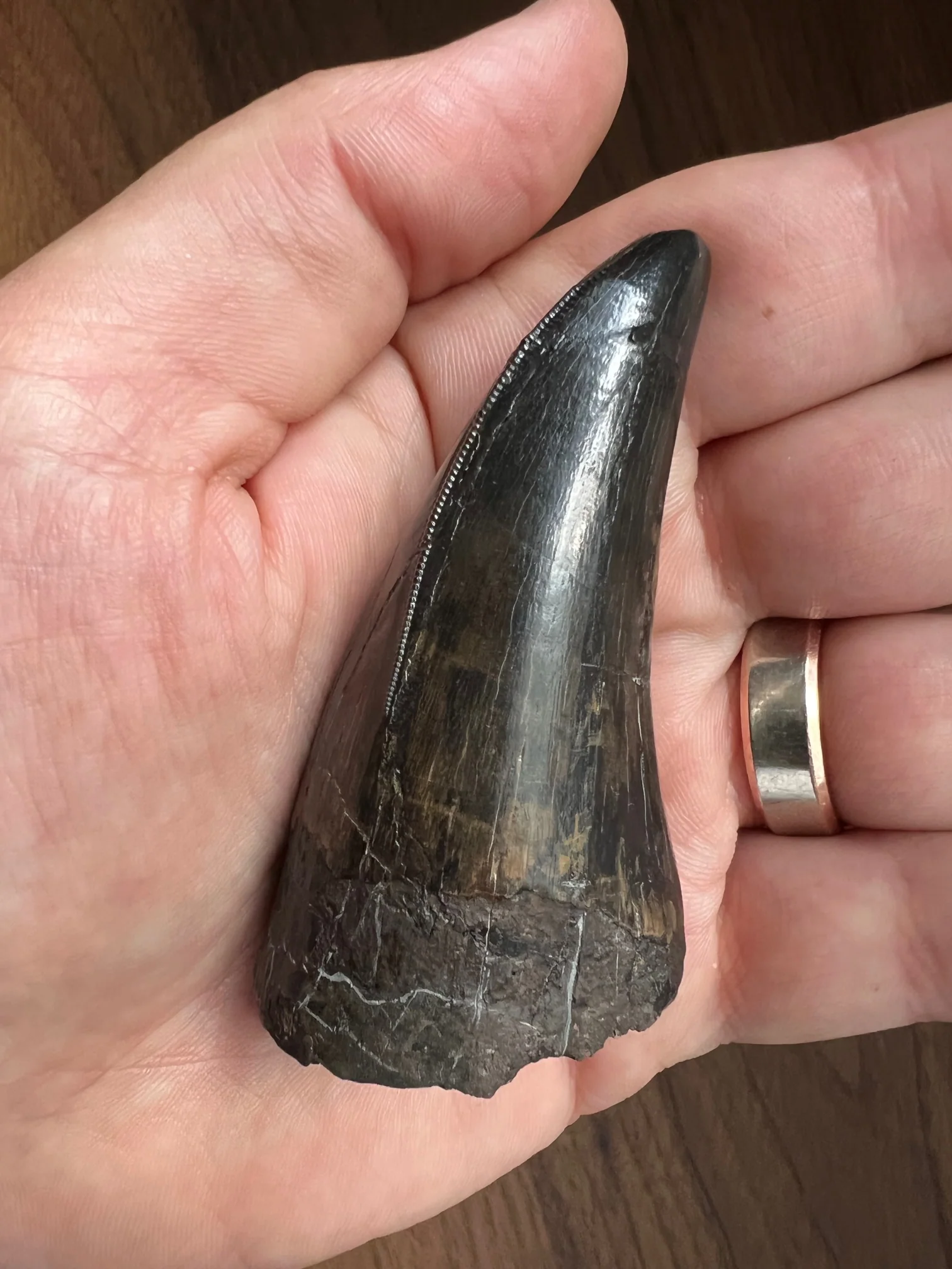 Beautiful Tyrannosaurus rex Tooth - 3.19" - Image 5