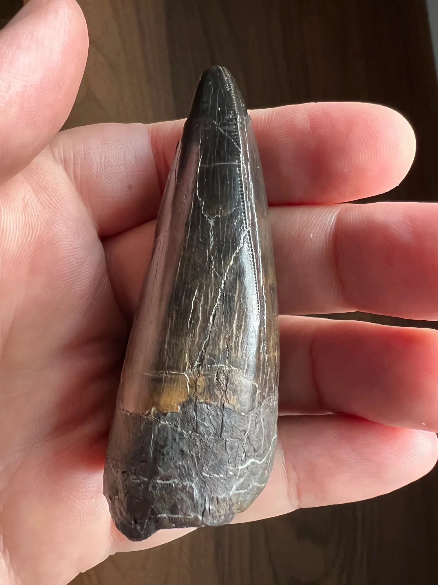 Beautiful Tyrannosaurus rex Tooth - 3.19" - Image 6