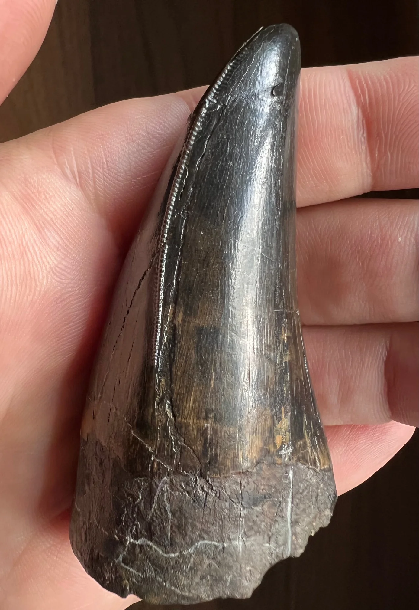 Beautiful Tyrannosaurus rex Tooth - 3.19" - Image 7