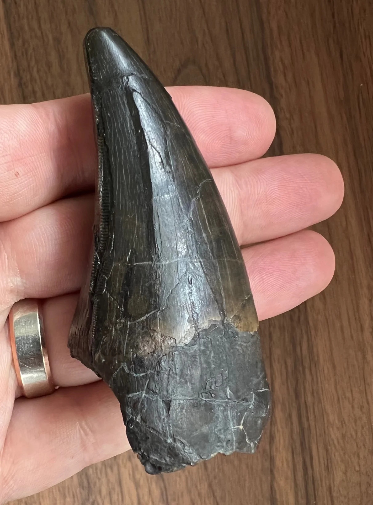 Beautiful Tyrannosaurus rex Tooth - 3.19" - Image 8