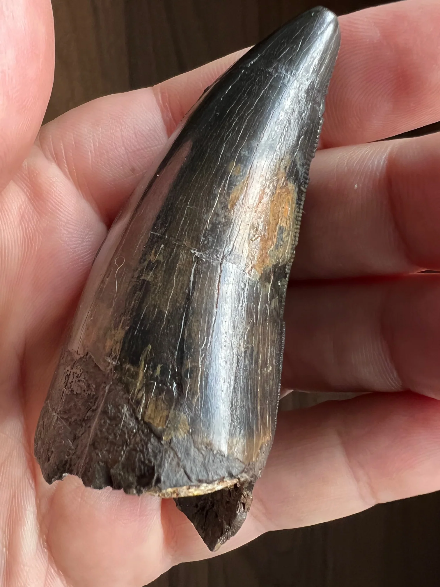 Beautiful Tyrannosaurus rex Tooth - 3.19" - Image 9
