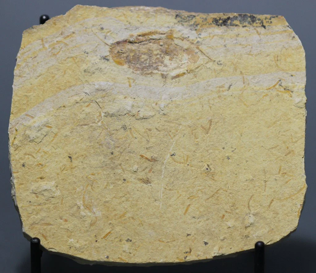 Fossil Cockroach - Crato Formation, Brazil - Image 2