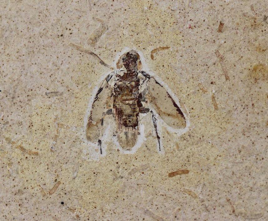 Fossil Cockroach - Crato Formation, Brazil