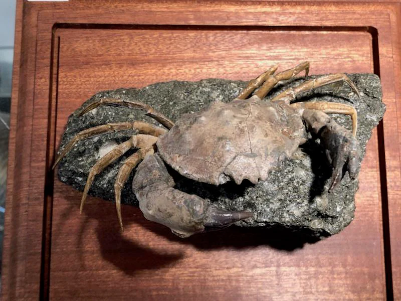 Fossil Crab, Xanthopsis dufourii - 5 inches - Image 7