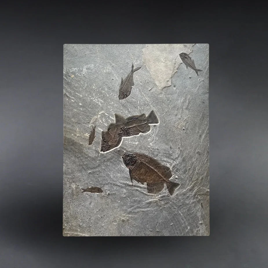 Fossil Fish Assemblage - 40 x 30.5 inches
