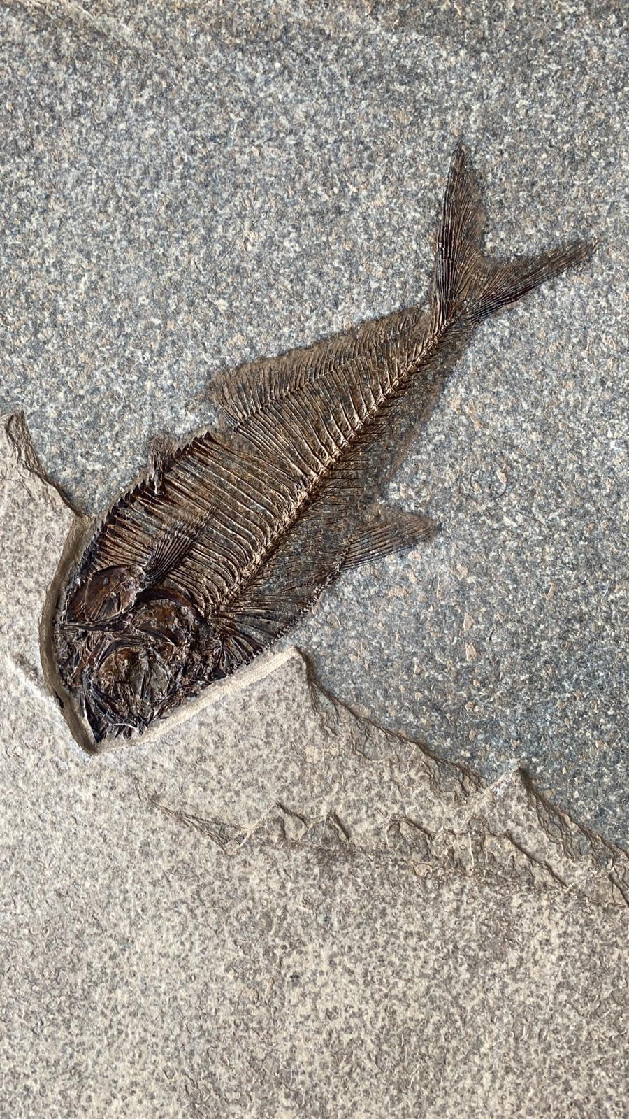 Fossil Fish Assemblage - 40 x 30.5 inches - Image 6