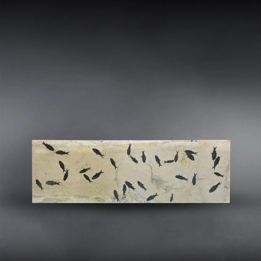 Fossil Fish Shoal - 74 x 24