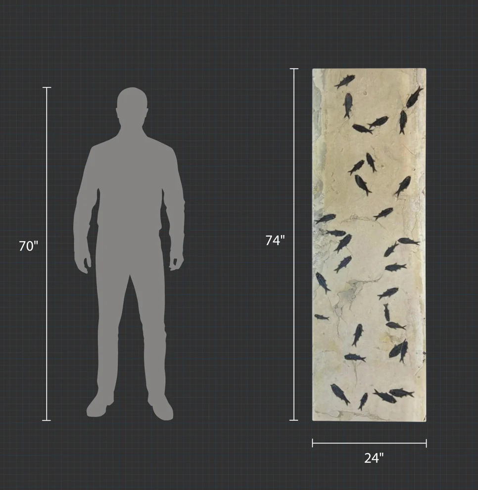 Fossil Fish Shoal - 74 x 24 - Image 4