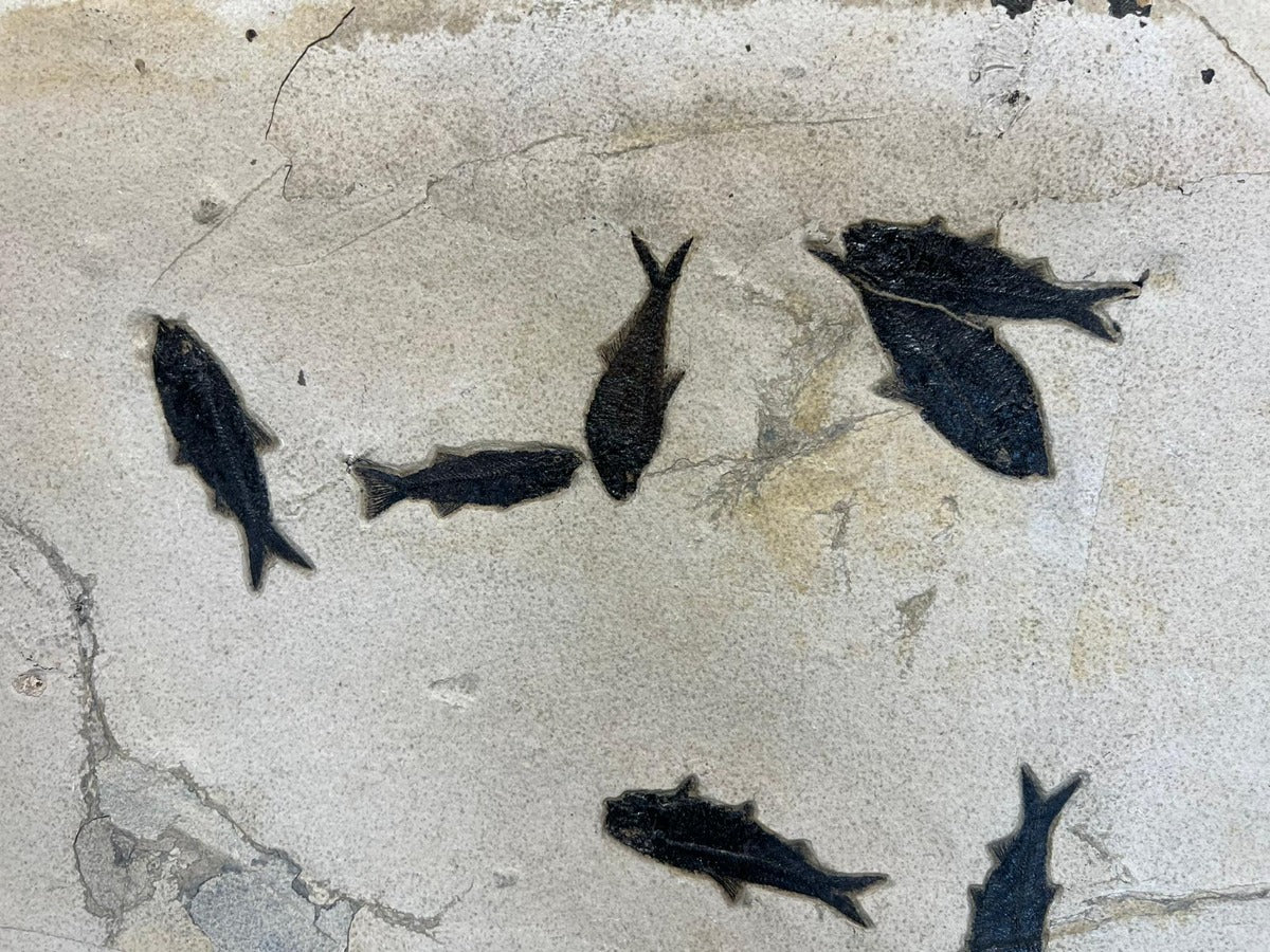Fossil Fish Shoal - 74 x 24 - Image 5