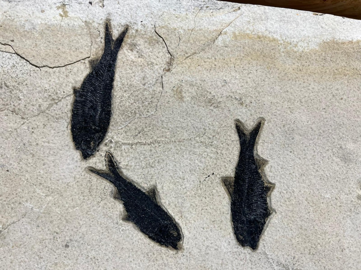 Fossil Fish Shoal - 74 x 24 - Image 6