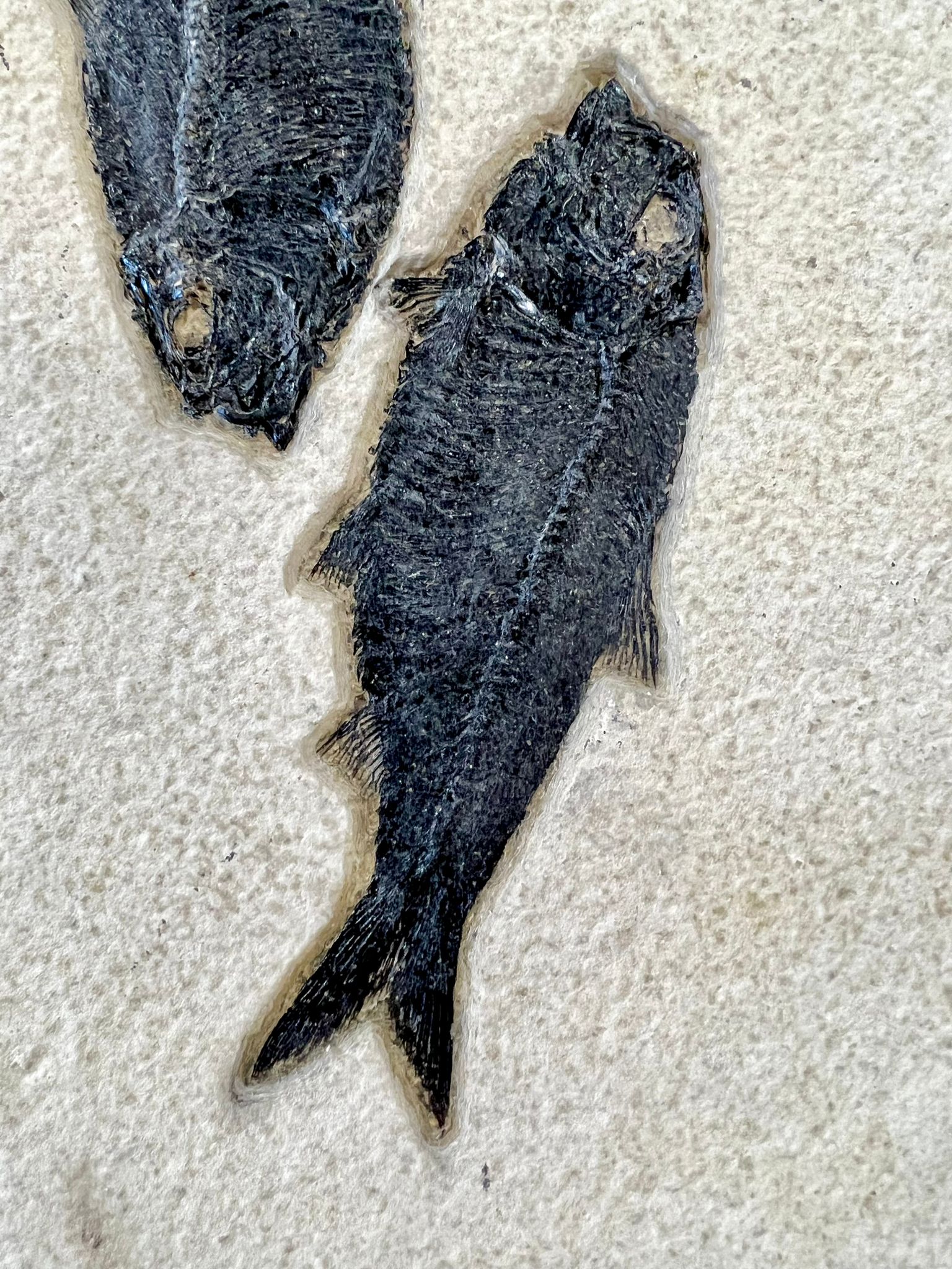Fossil Fish Shoal - 74 x 24 - Image 7