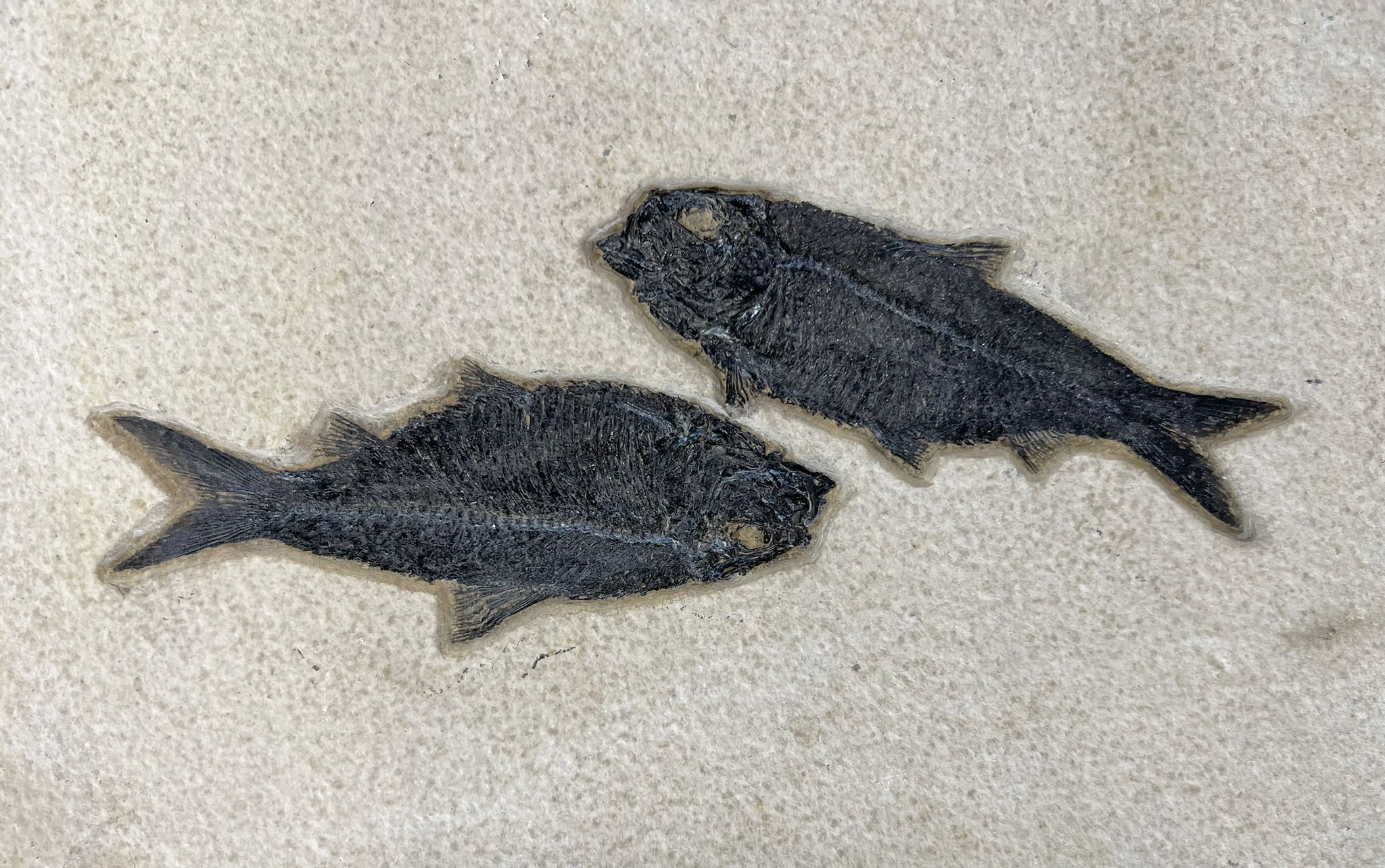 Fossil Fish Shoal - 74 x 24 - Image 8