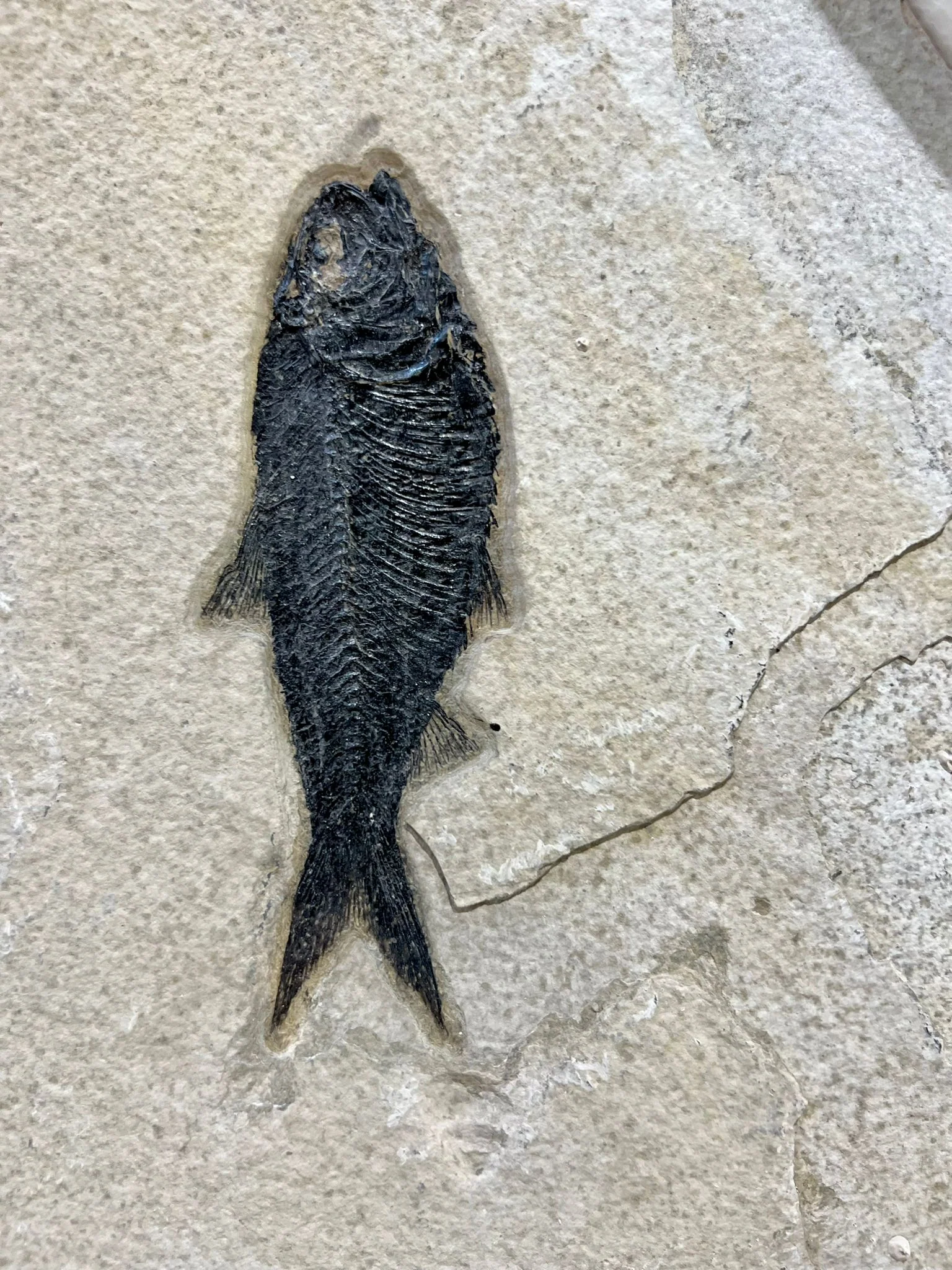Fossil Fish Shoal - 74 x 24 - Image 9